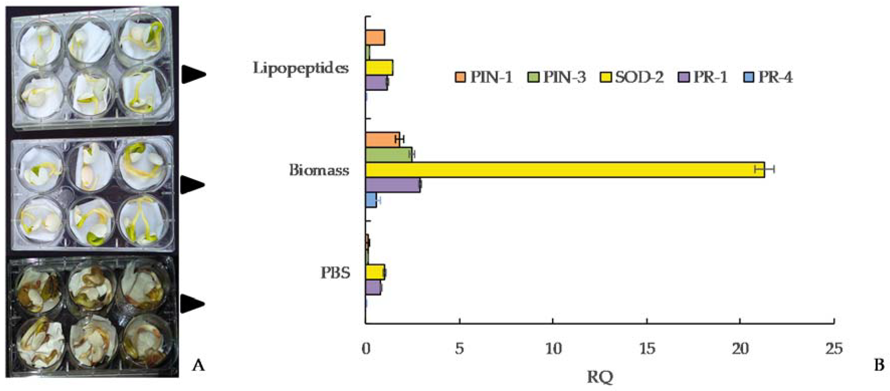 Plants 11 00654 g005 Plants 11 00654 g005