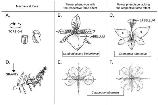 Plants 11 00661 g001