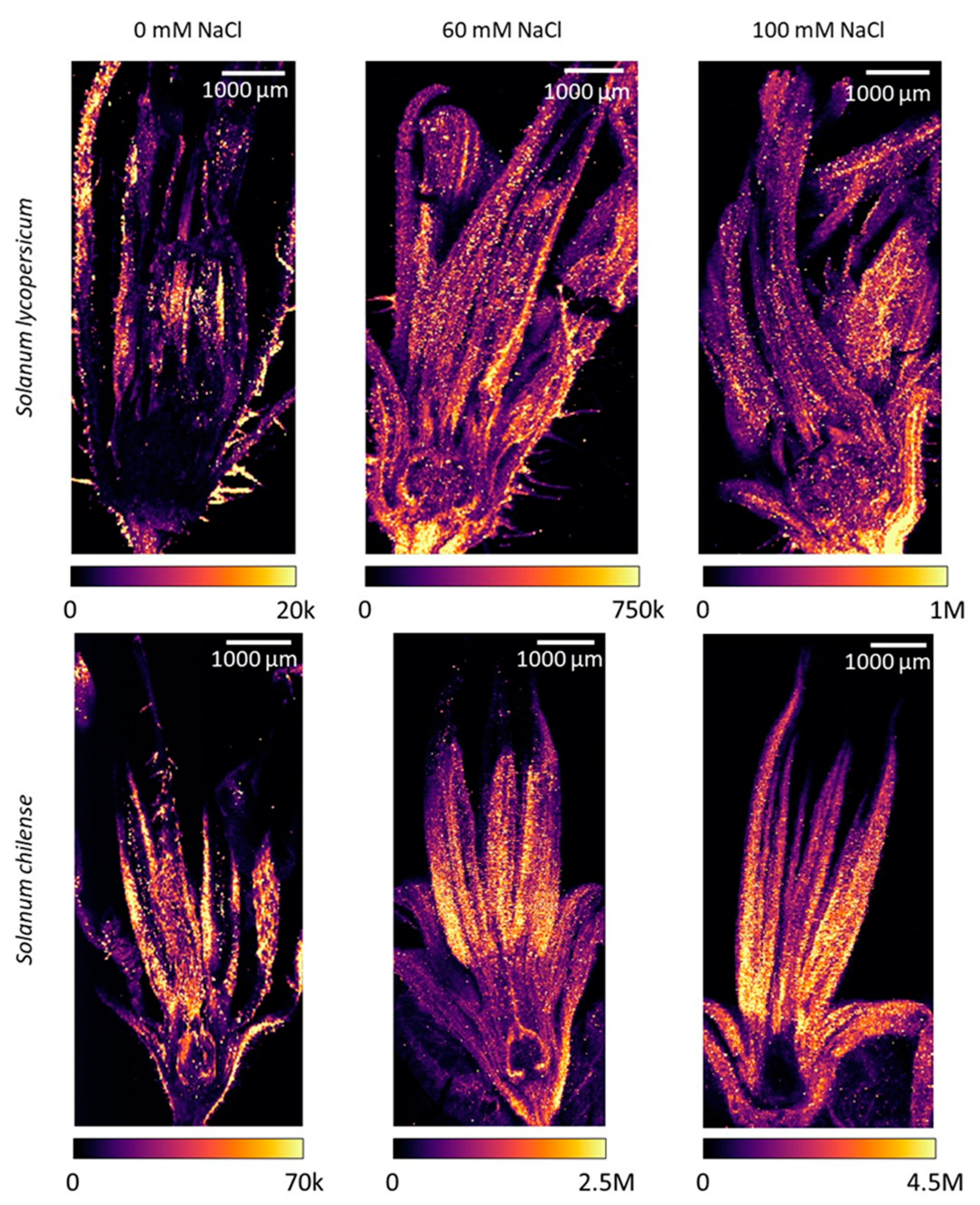 Plants 11 00672 g003 Plants 11 00672 g003