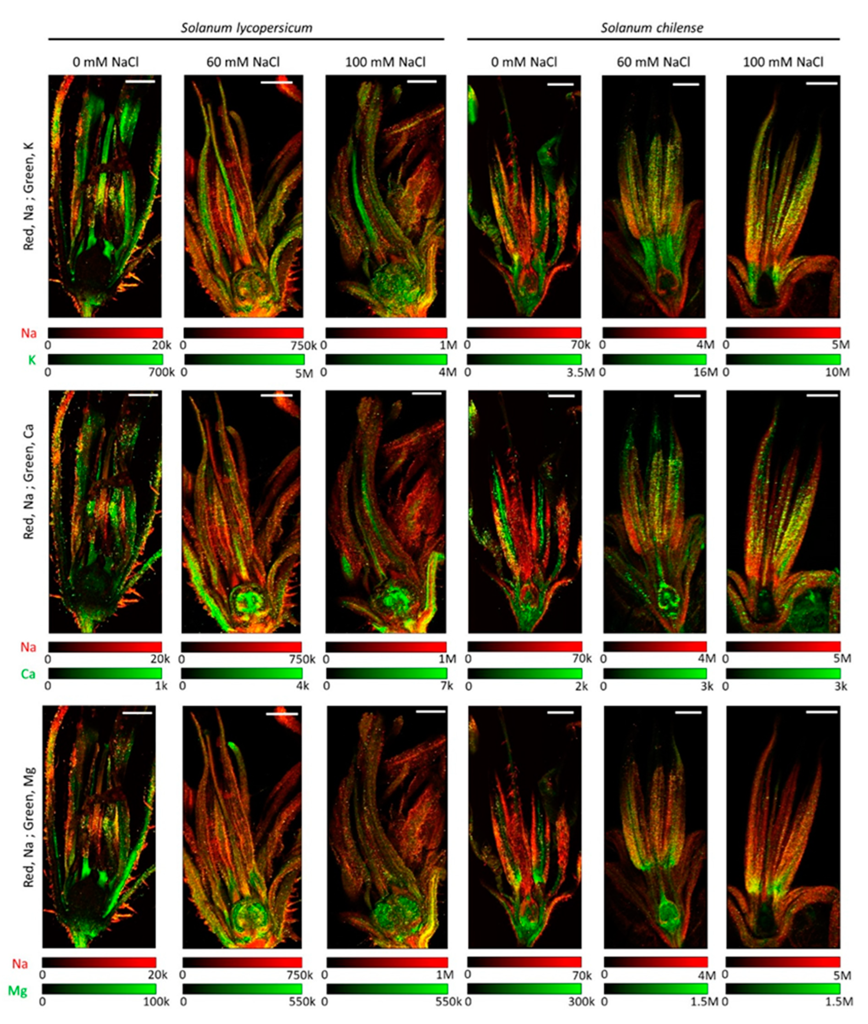 Plants 11 00672 g004 Plants 11 00672 g004