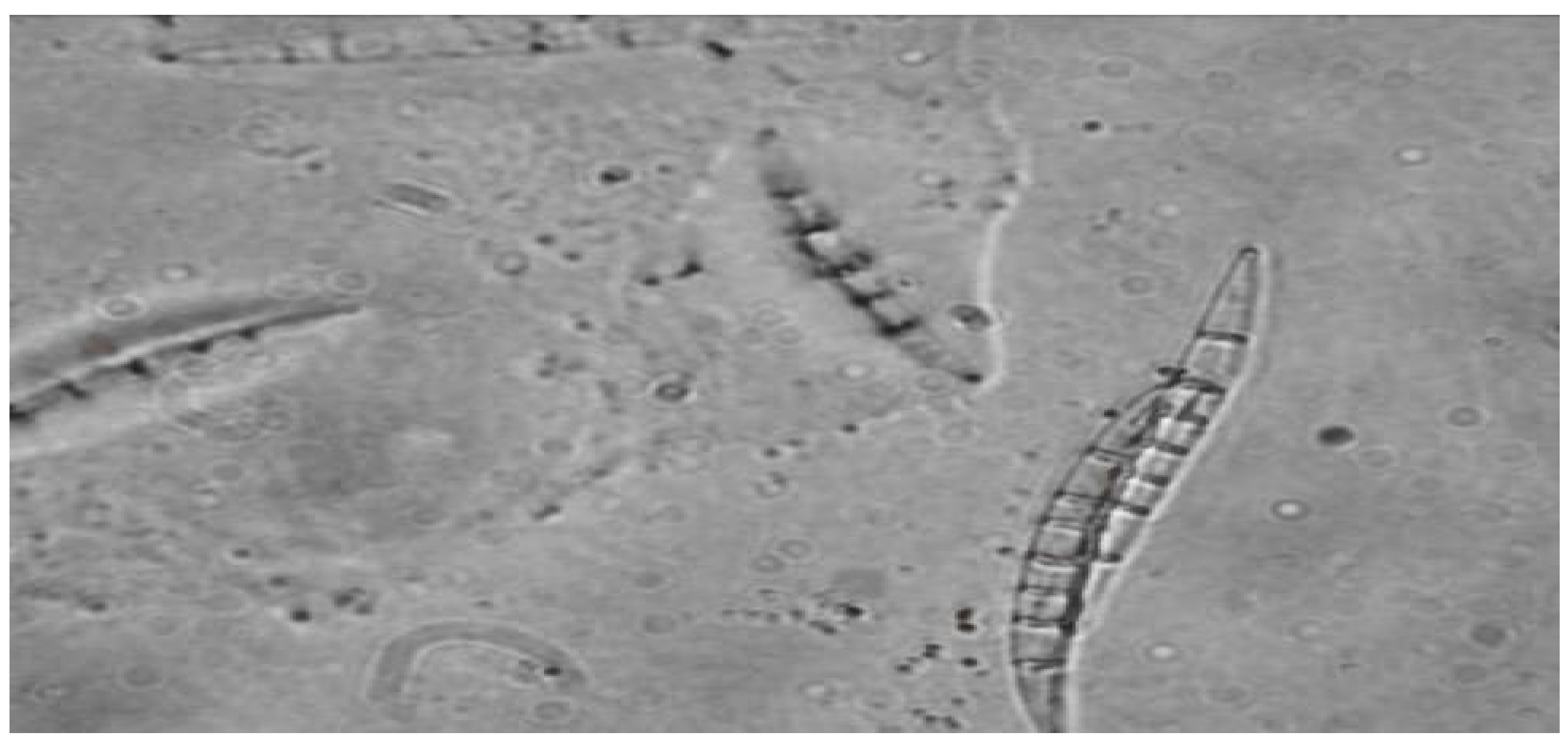 Plants 11 00699 g001