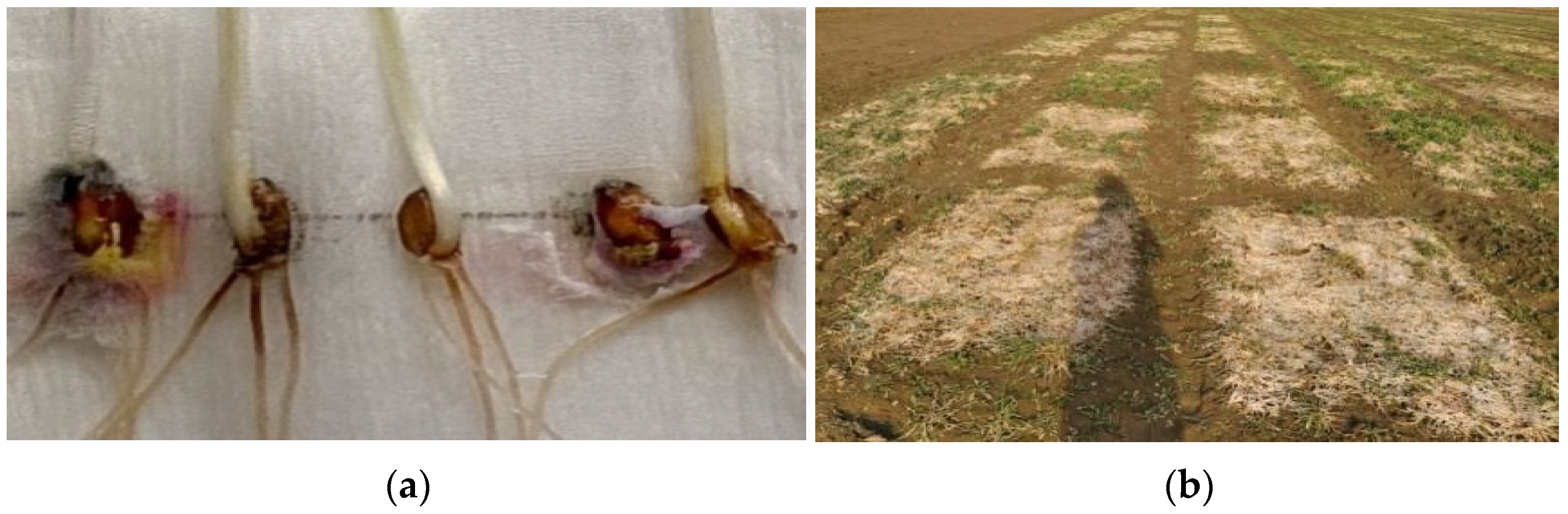 Plants 11 00699 g002