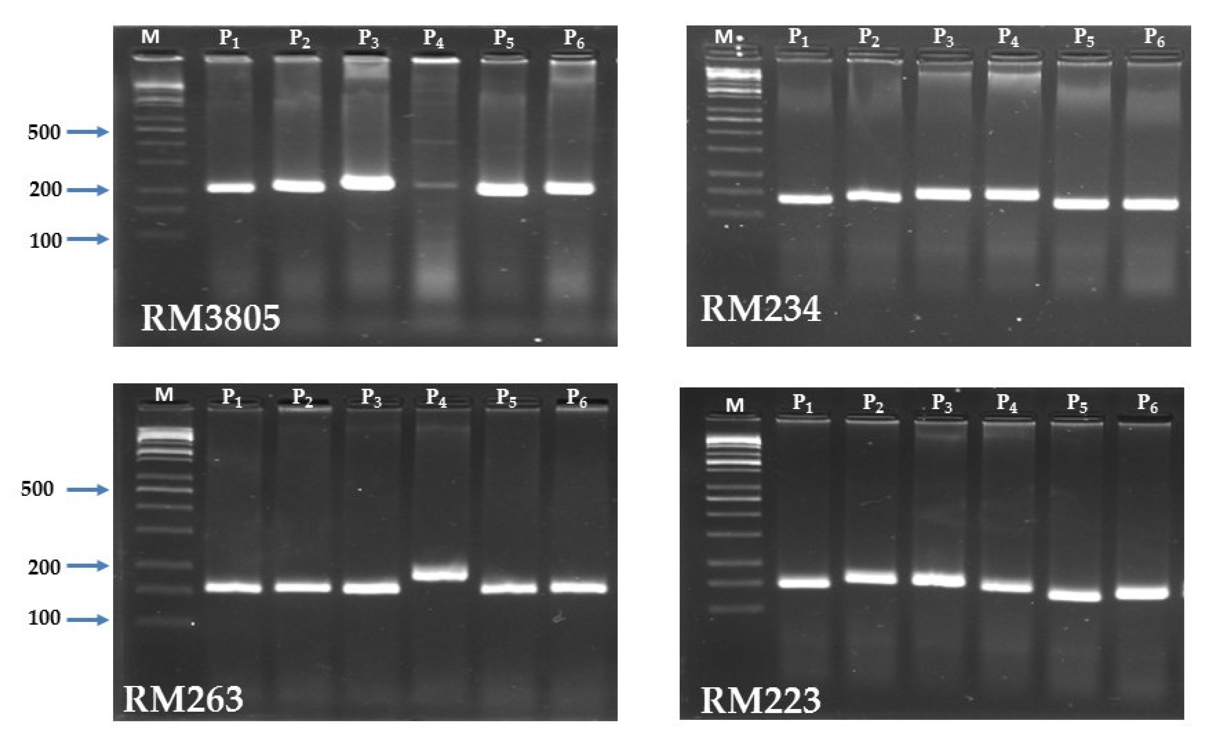 Plants 11 00702 g005