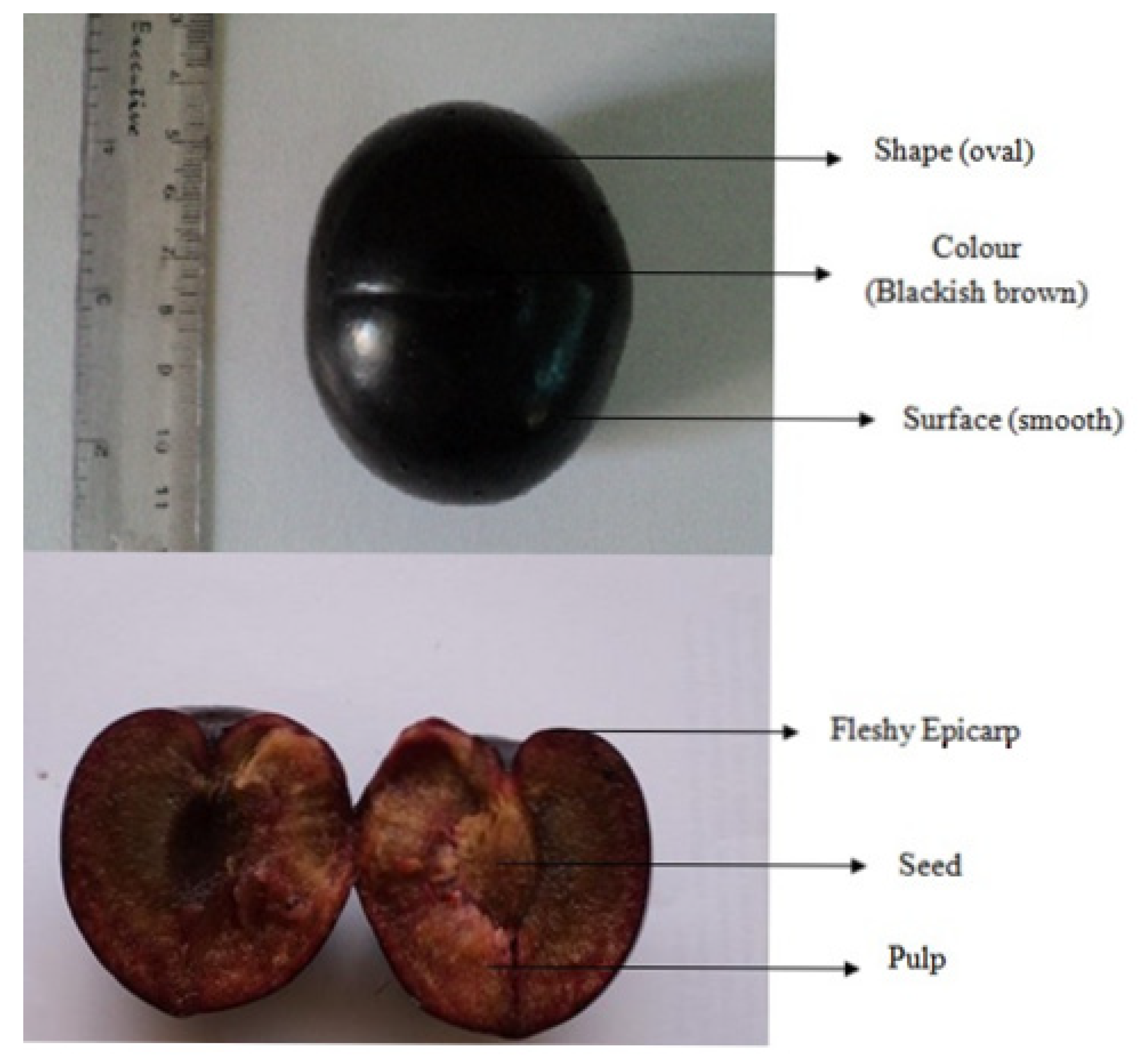 Plants 11 00706 g001