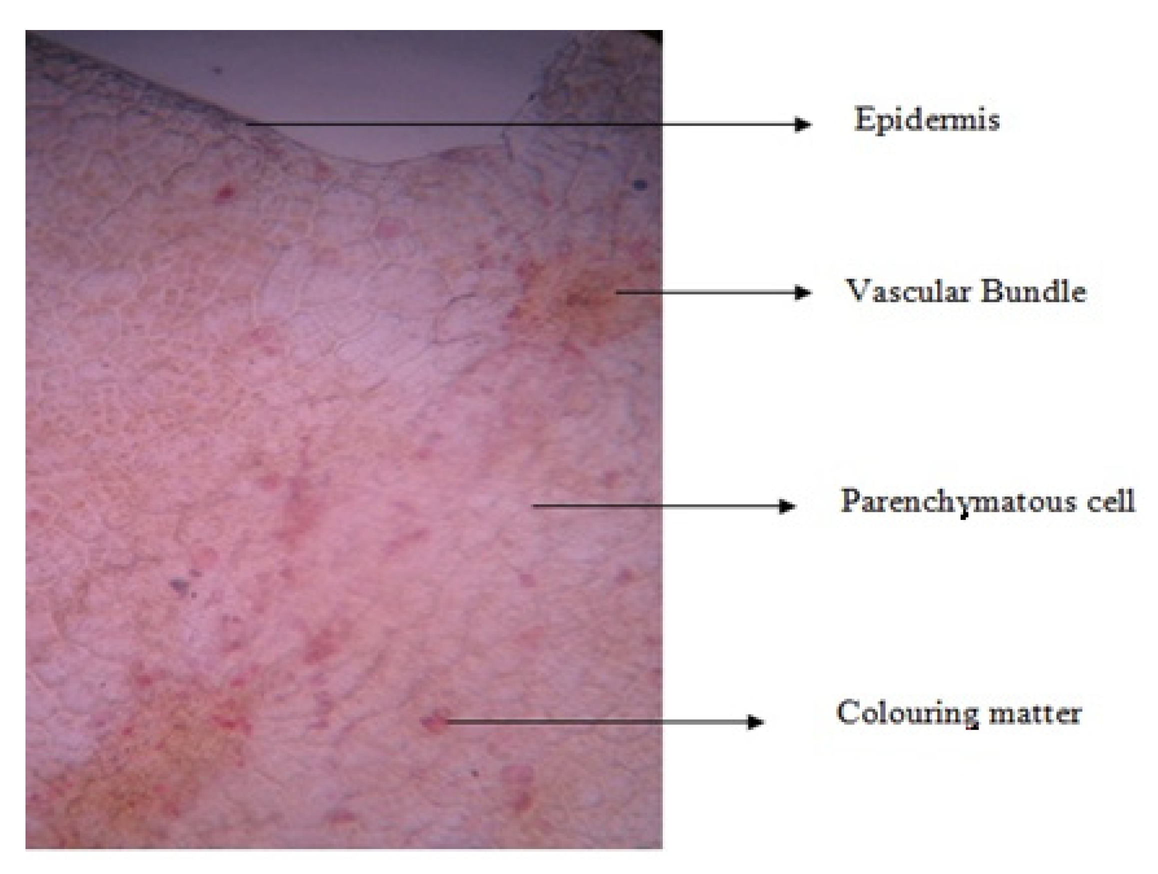 Plants 11 00706 g002