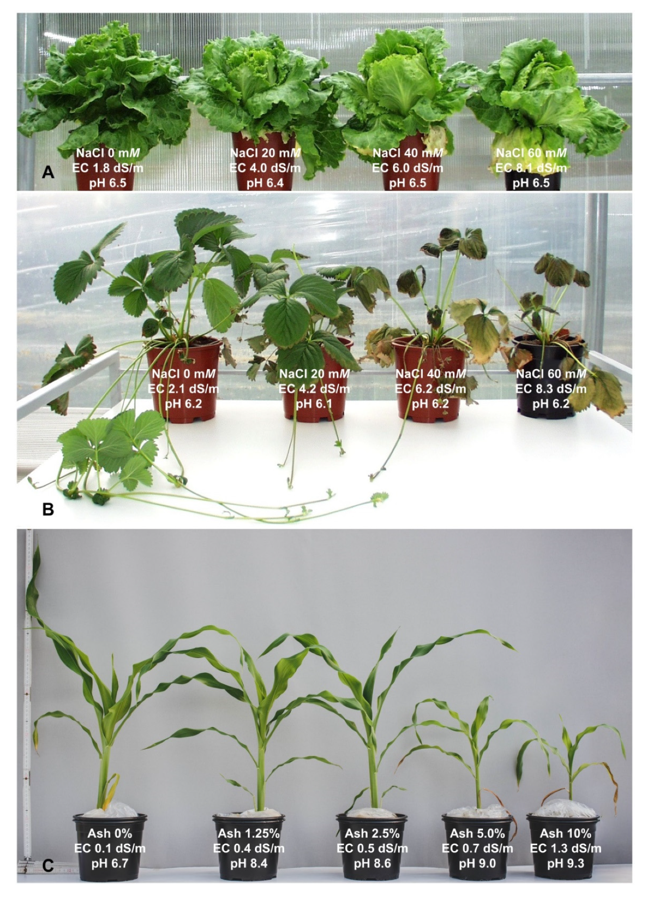 Plants 11 00717 g001