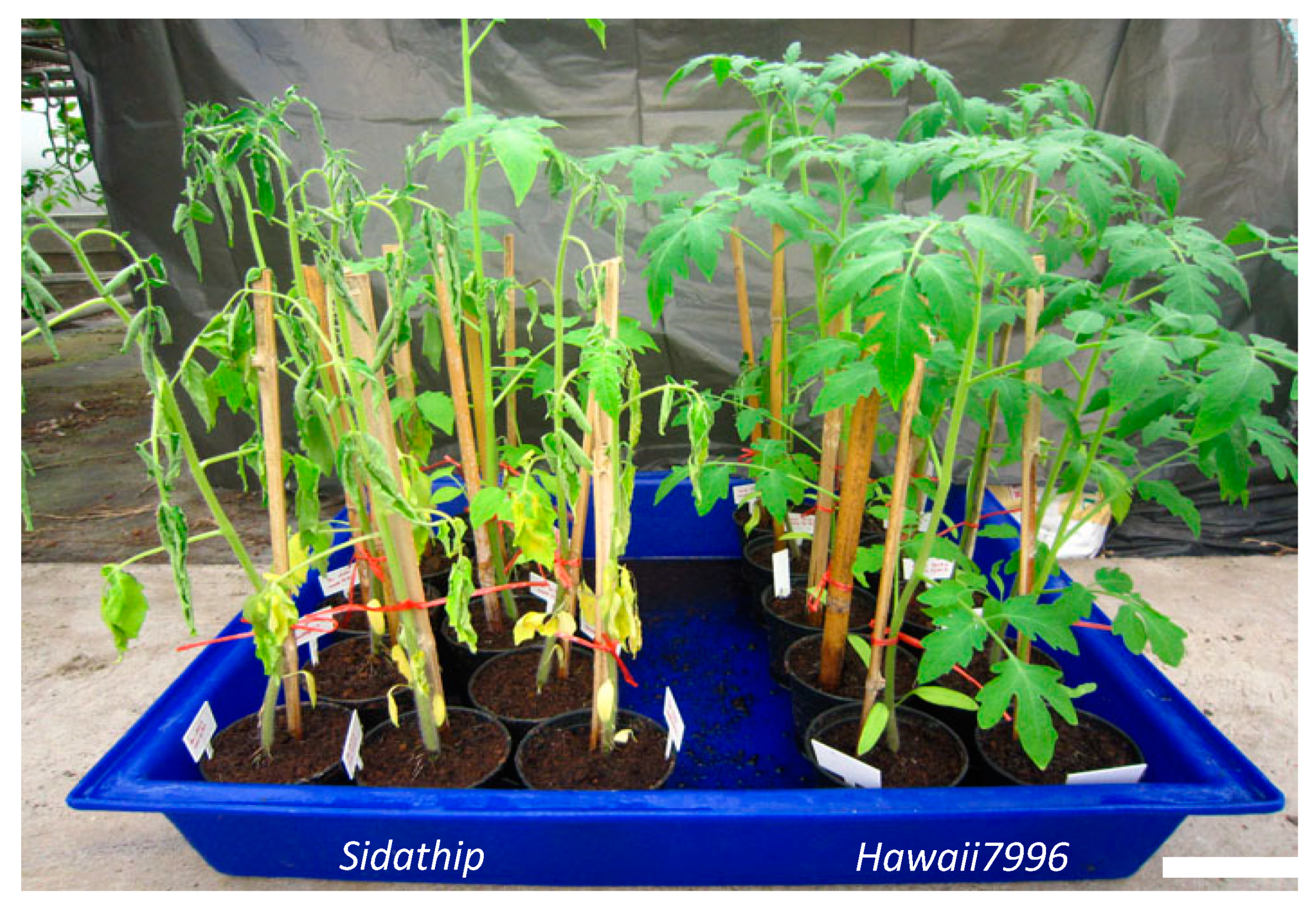 Plants 11 00726 g001