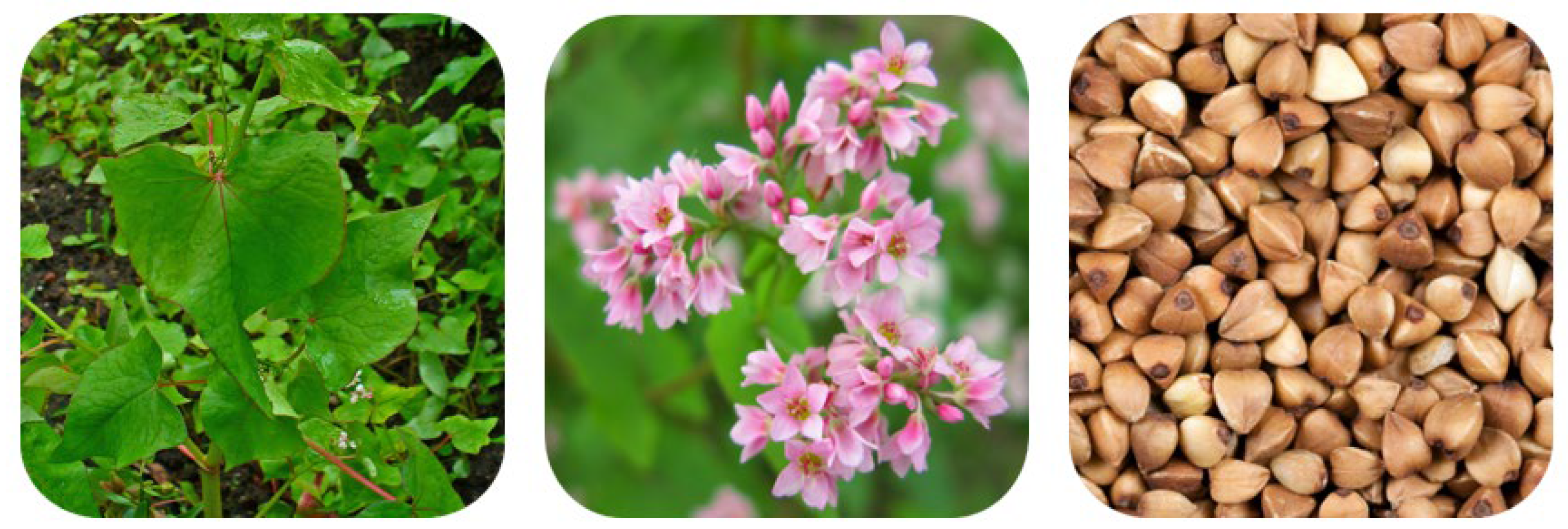 Plants 11 00756 g002