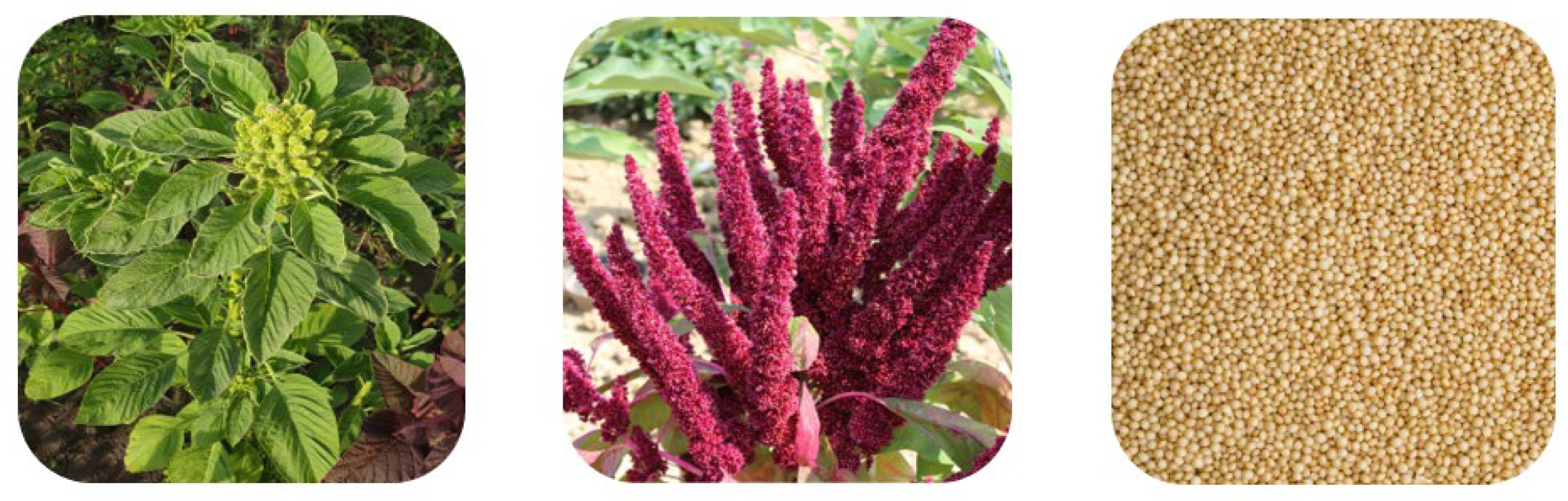 Plants 11 00756 g003