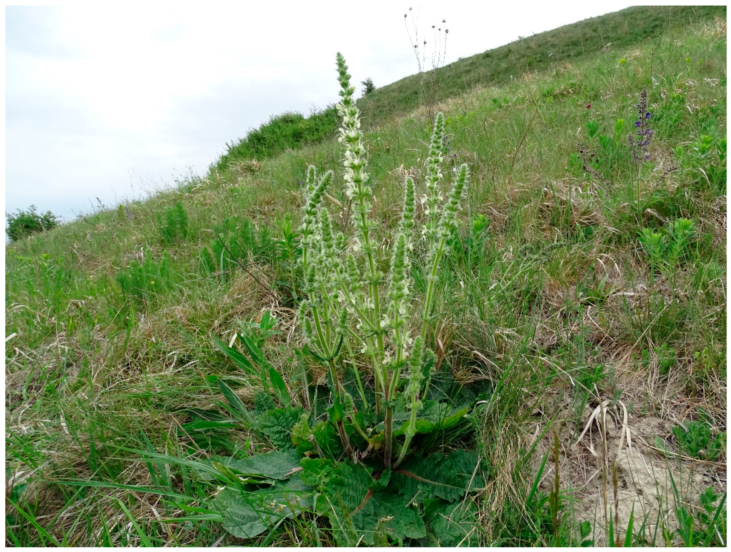 Plants 11 00763 g008 Plants 11 00763 g008