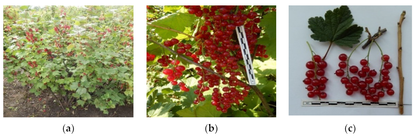 Plants 11 00802 g009