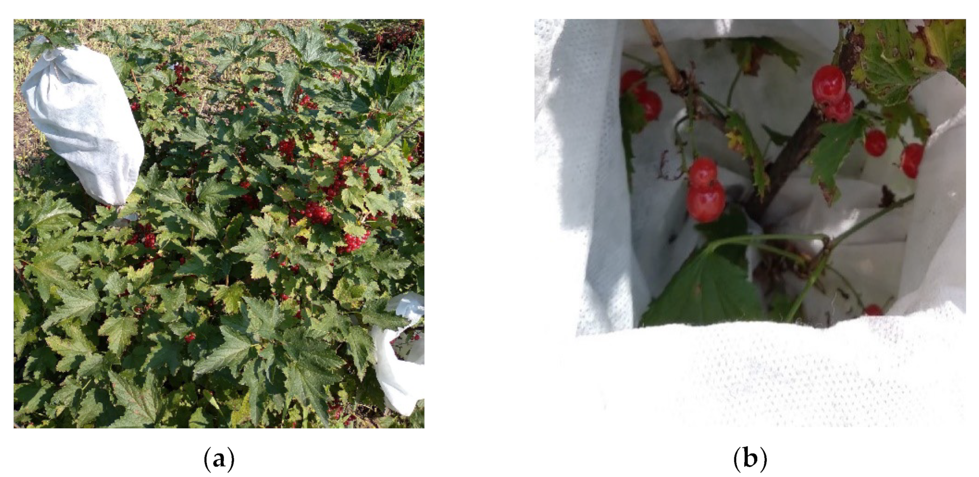 Plants 11 00802 g011