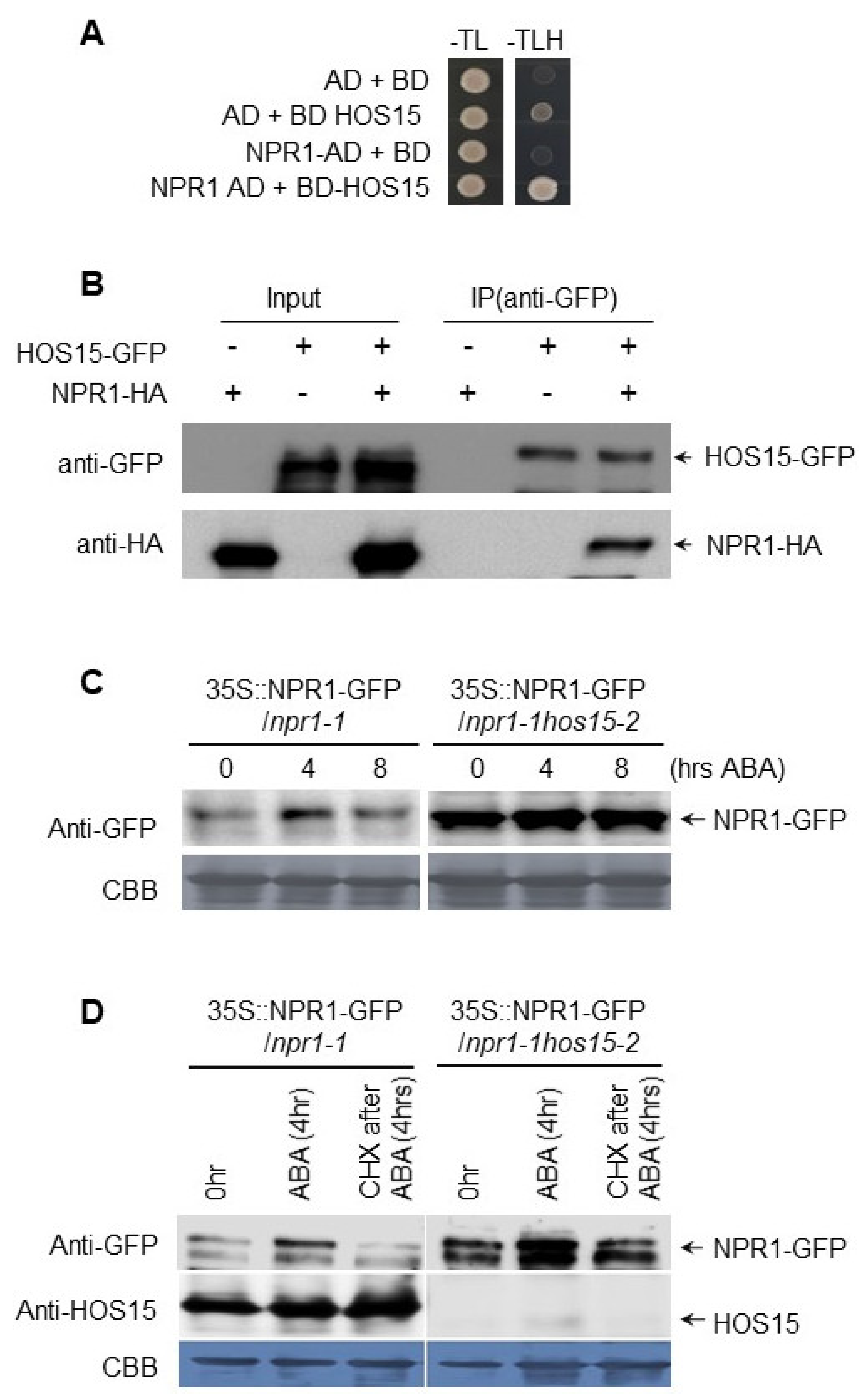 Plants 11 00815 g003