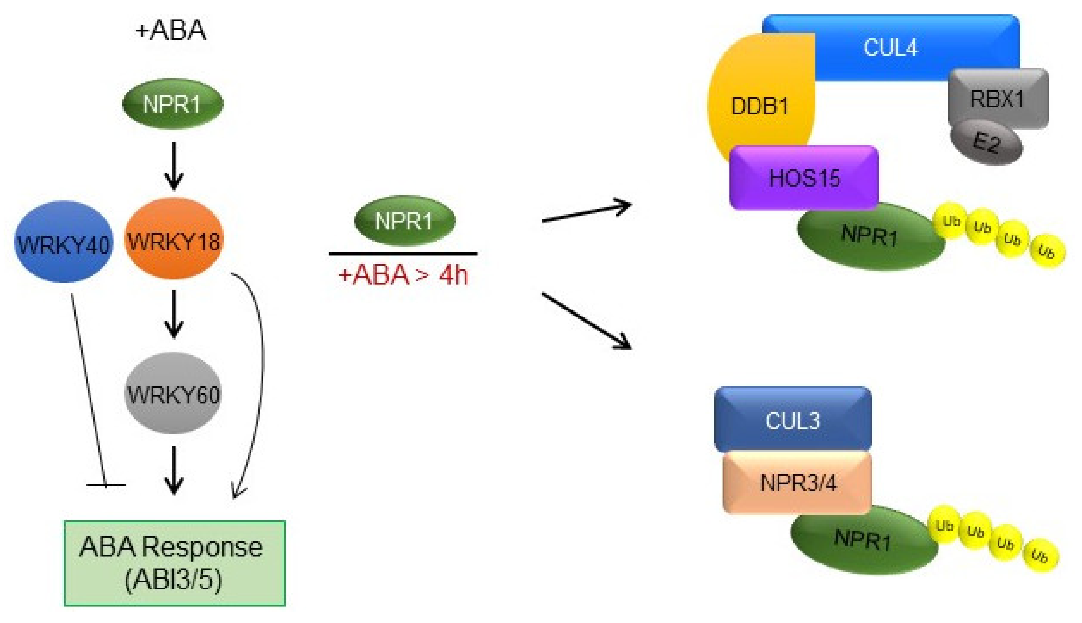 Plants 11 00815 g006