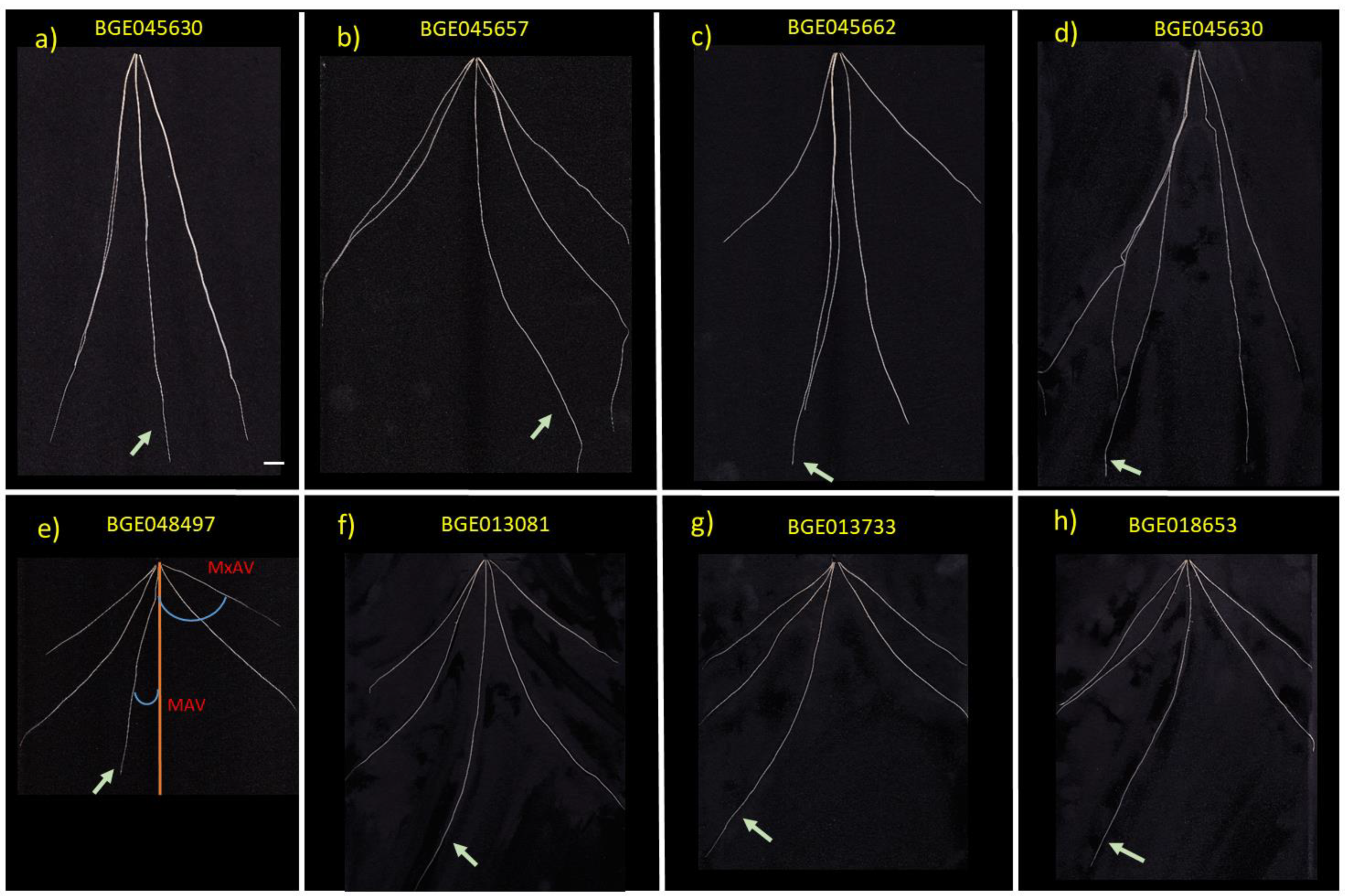 Plants 11 00821 g002