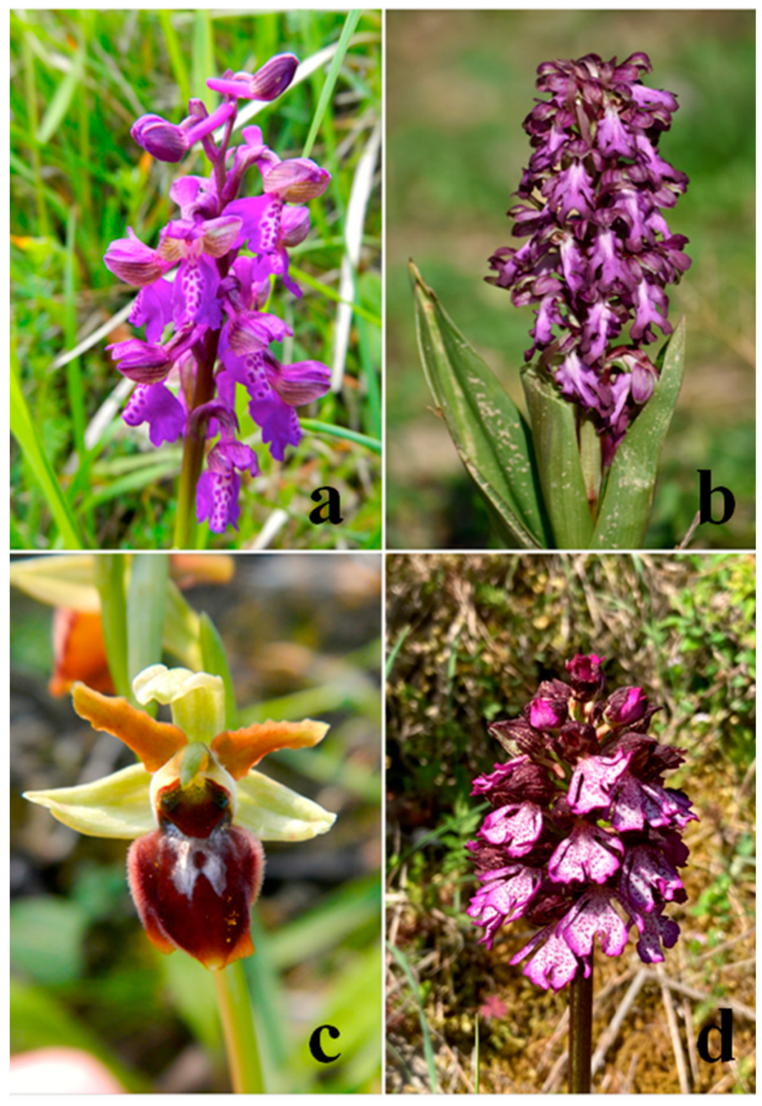 Plants 11 00826 g001 Plants 11 00826 g001