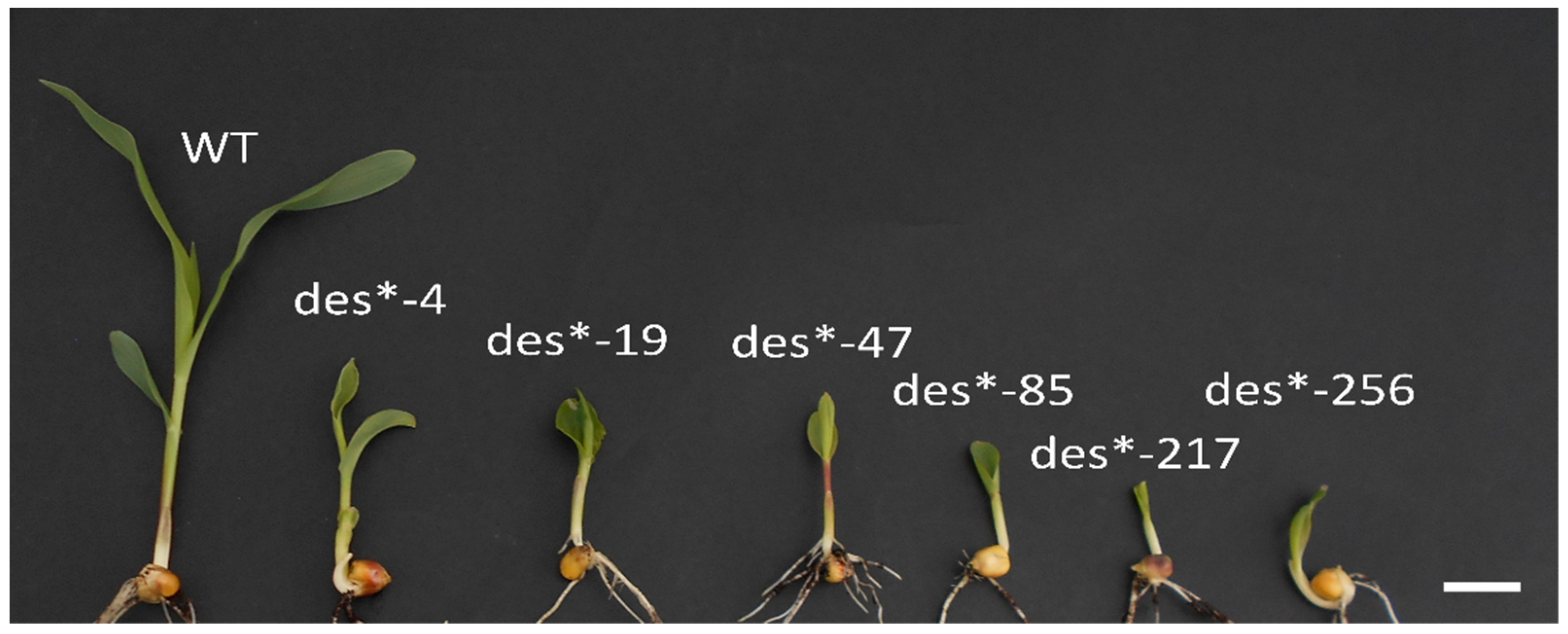 Plants 11 00847 g001 Plants 11 00847 g001