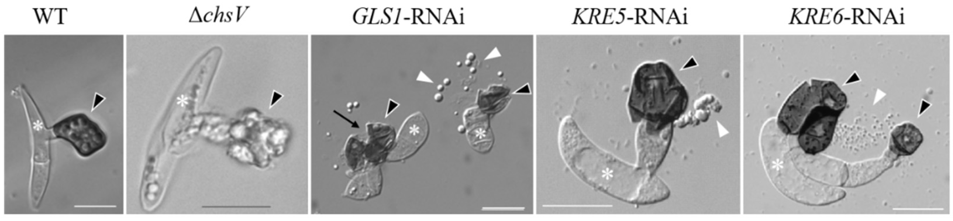 Plants 11 00849 g003
