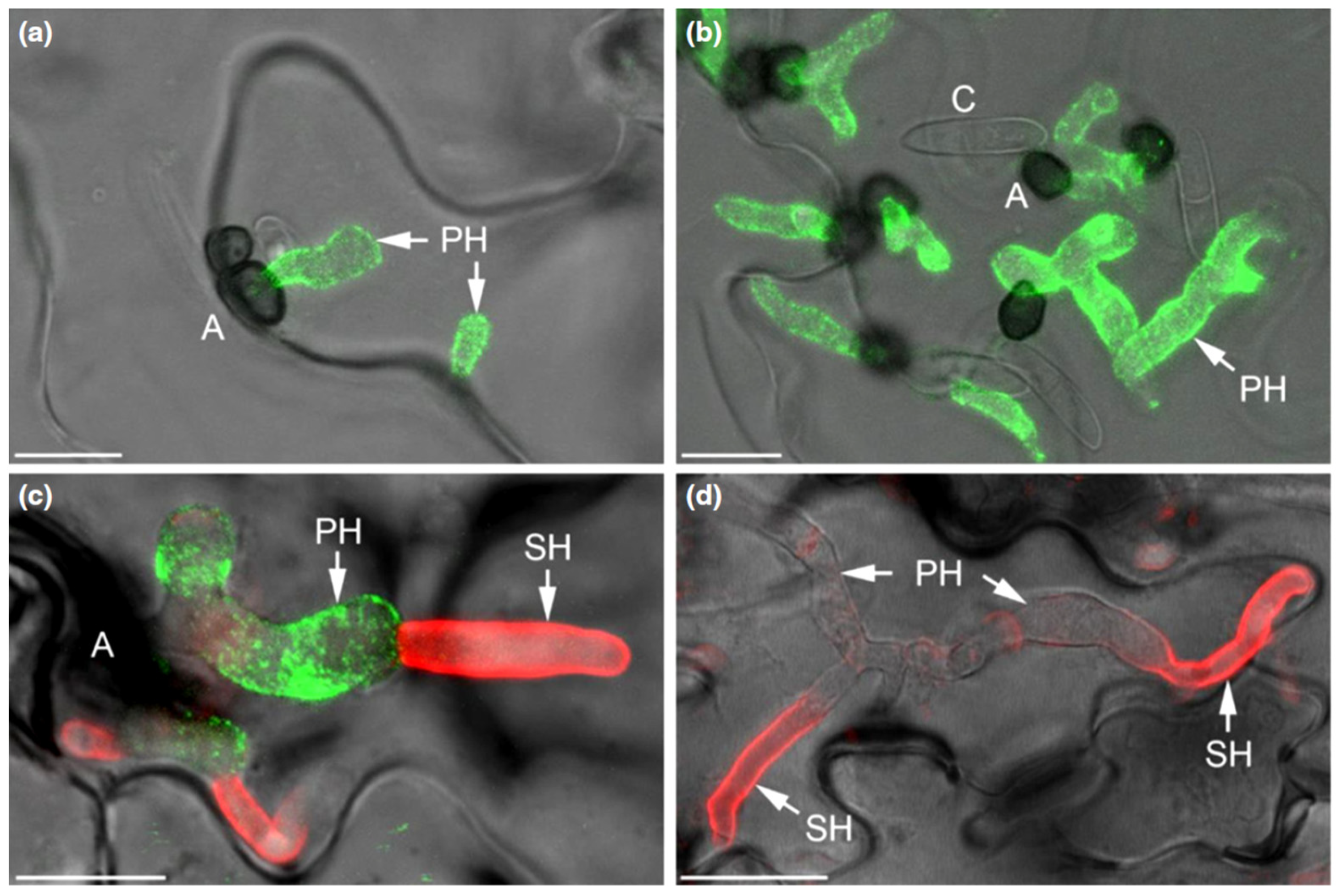 Plants 11 00849 g006