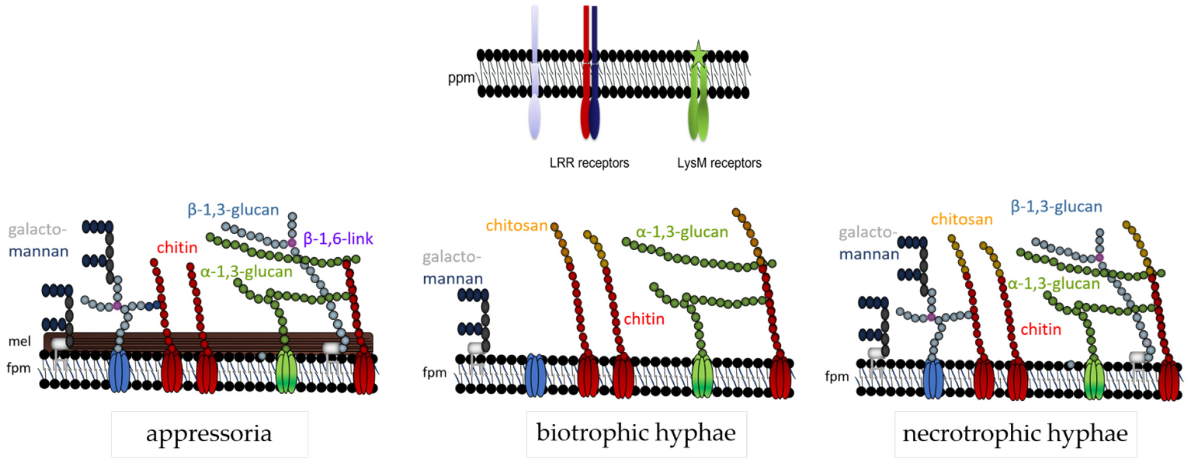 Plants 11 00849 g007
