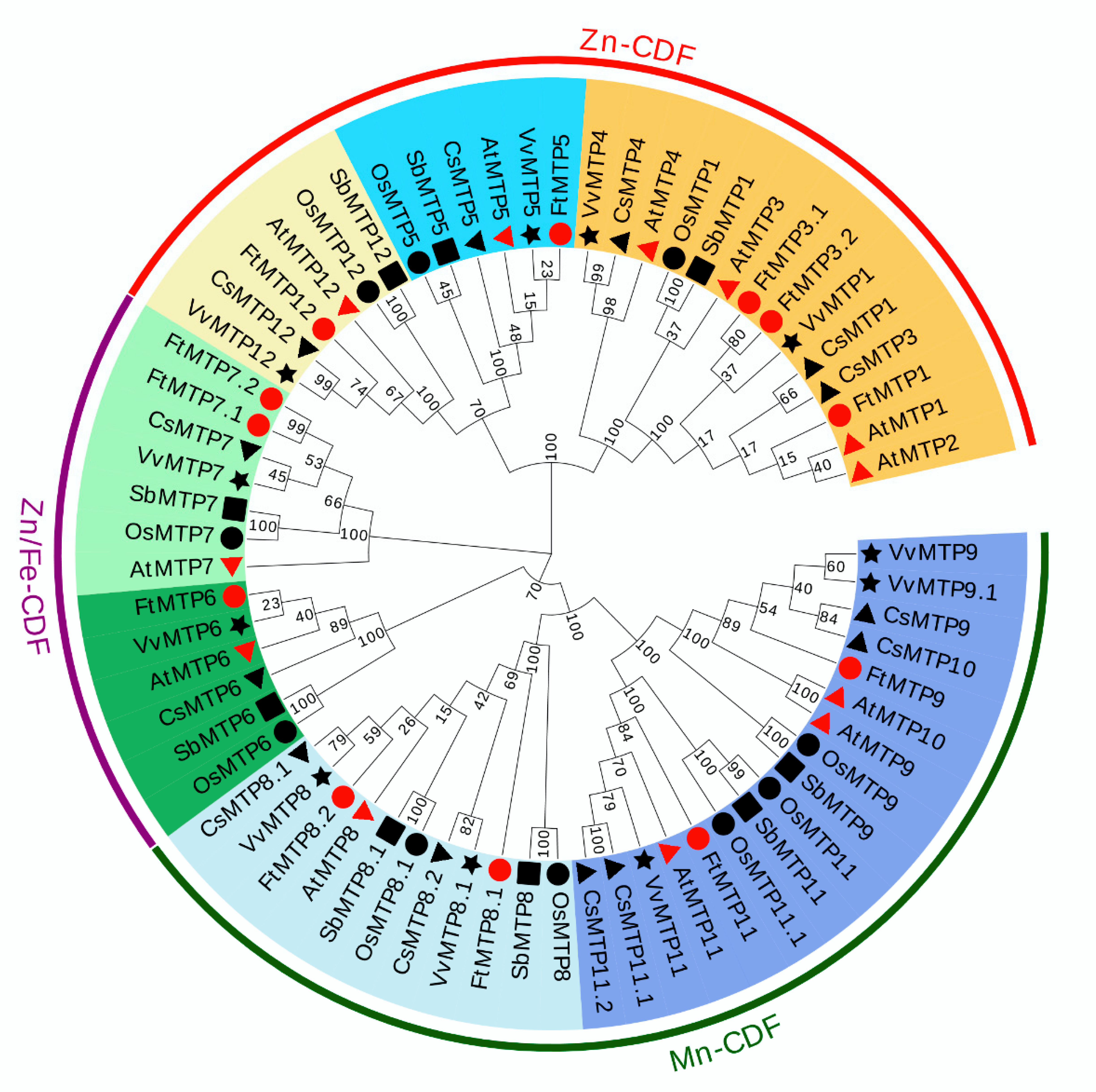 Plants 11 00850 g001