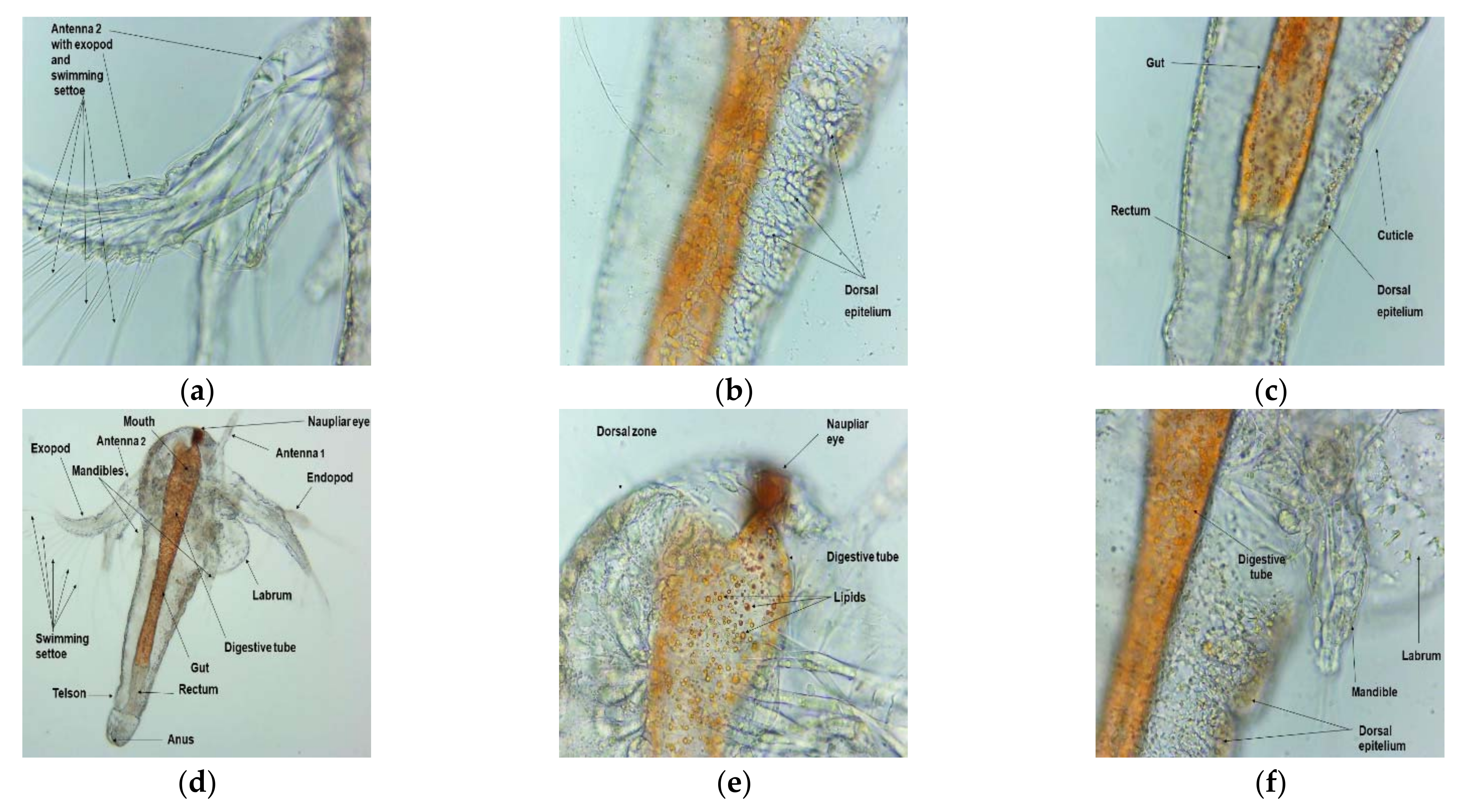 Plants 11 00854 g005a