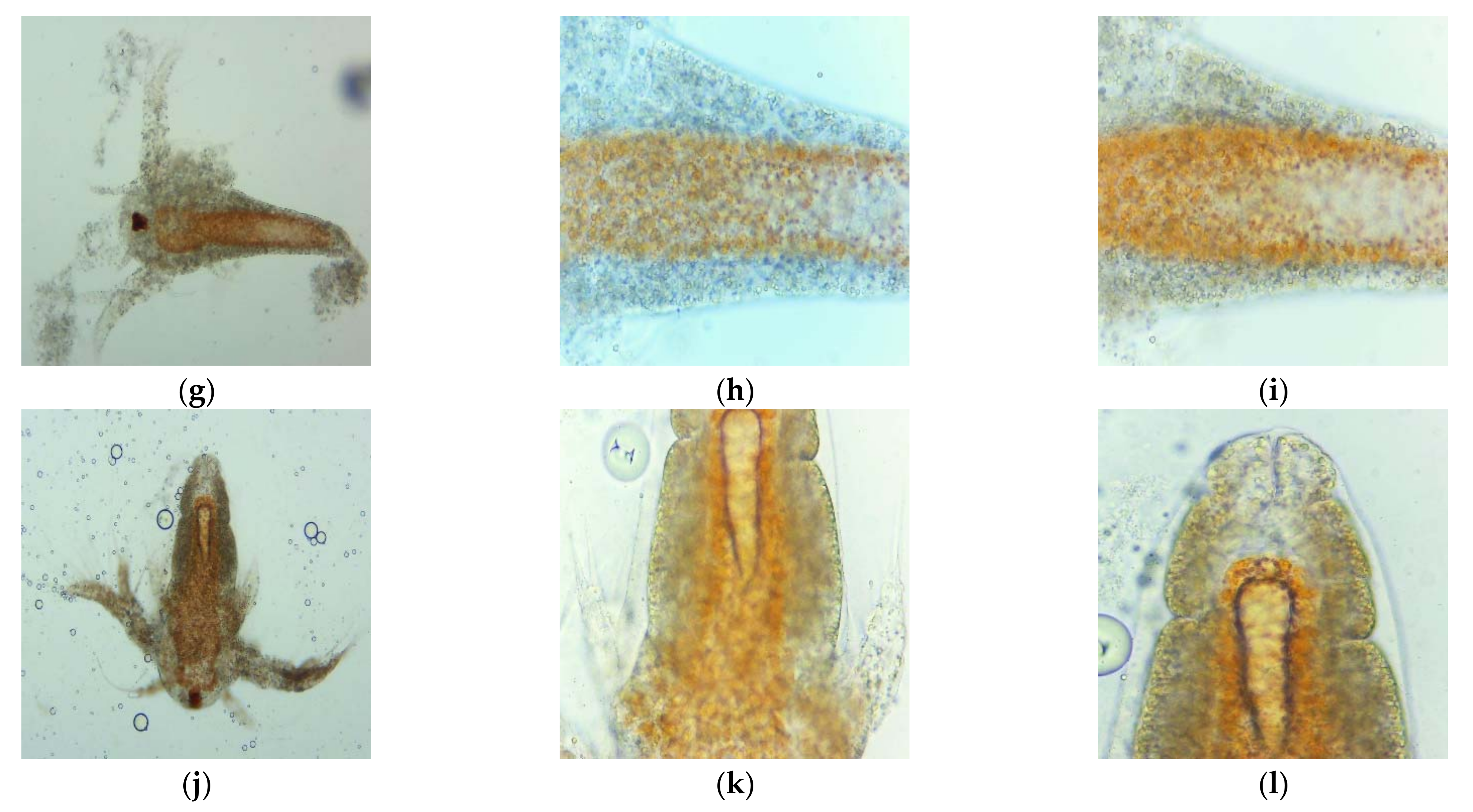 Plants 11 00854 g006b