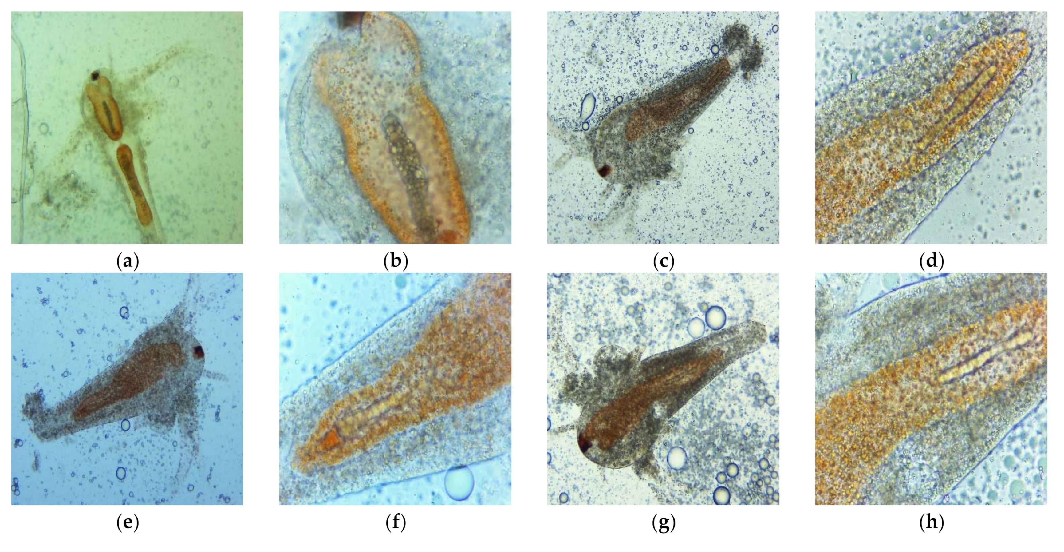 Plants 11 00854 g007a