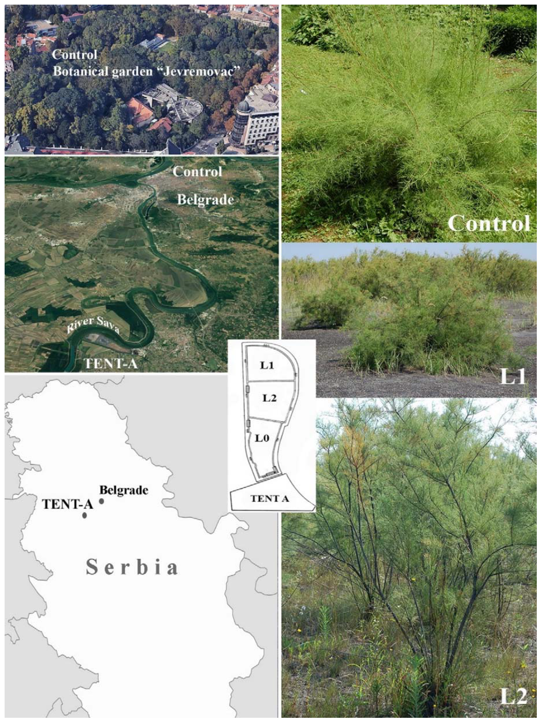 Plants 11 00855 g001