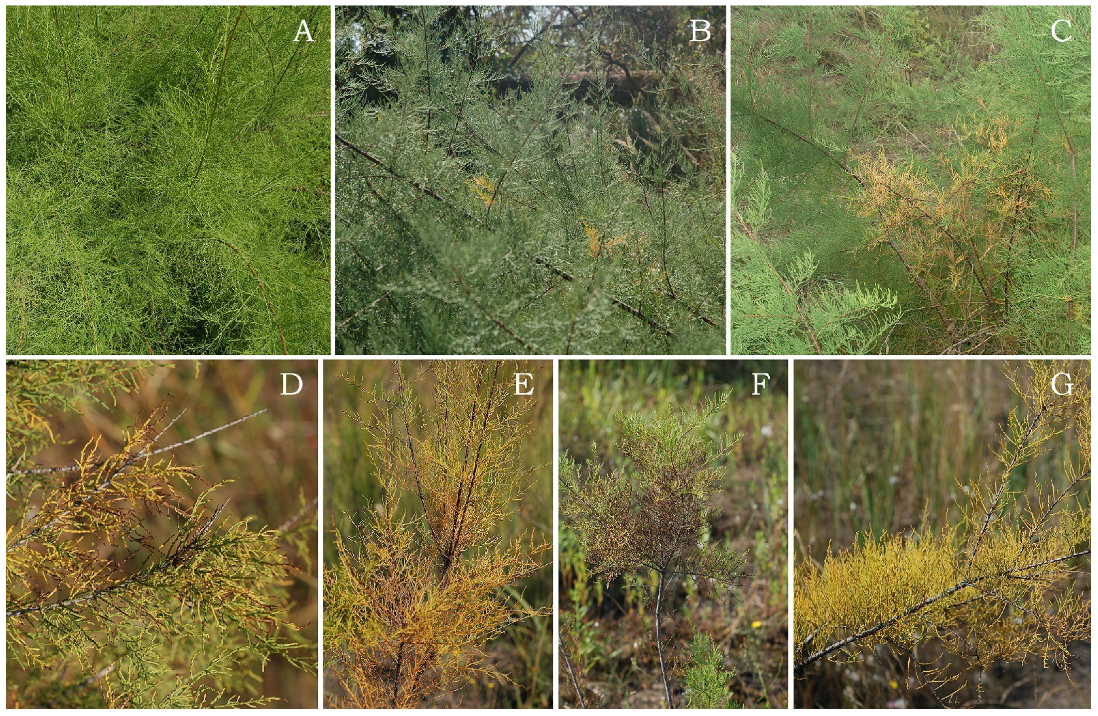 Plants 11 00855 g005