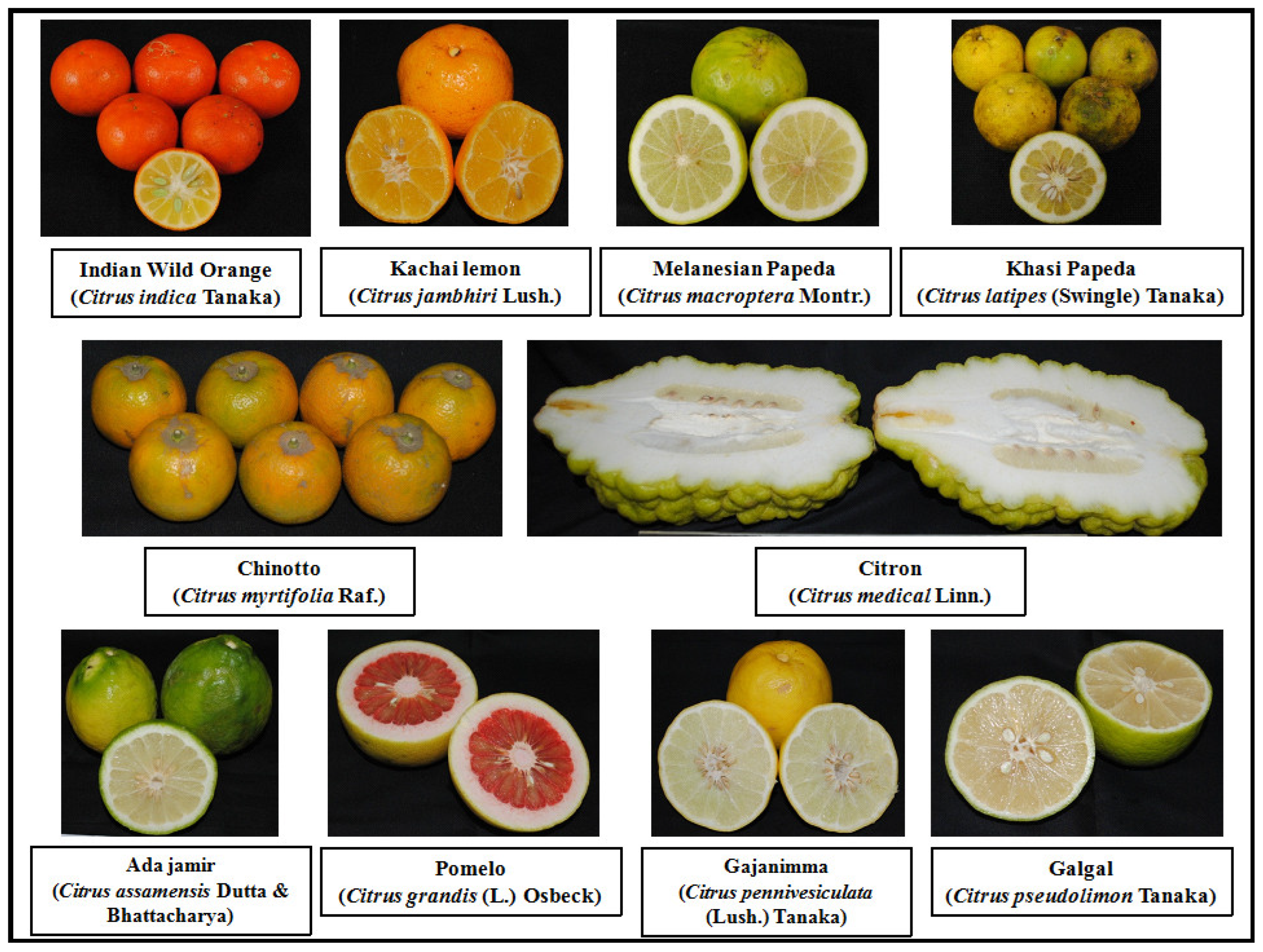 Plants 11 00862 g004