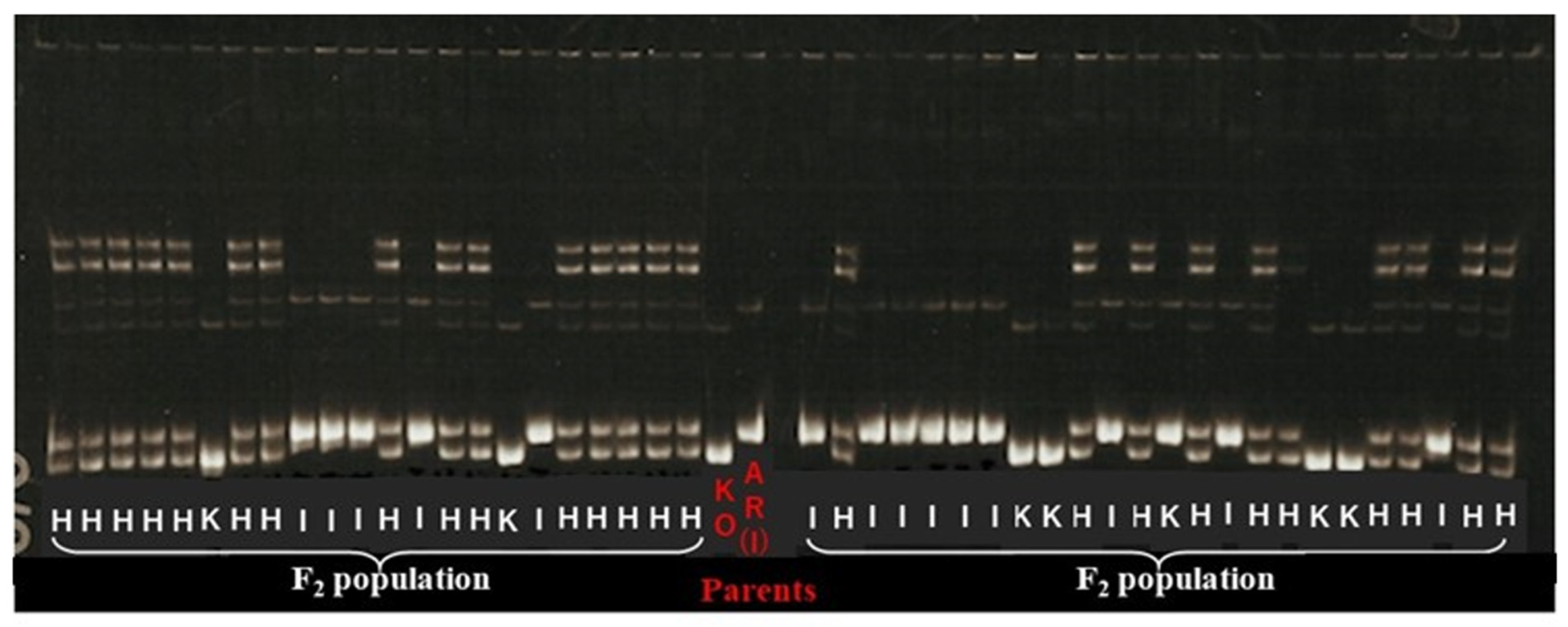 Plants 11 00867 g004