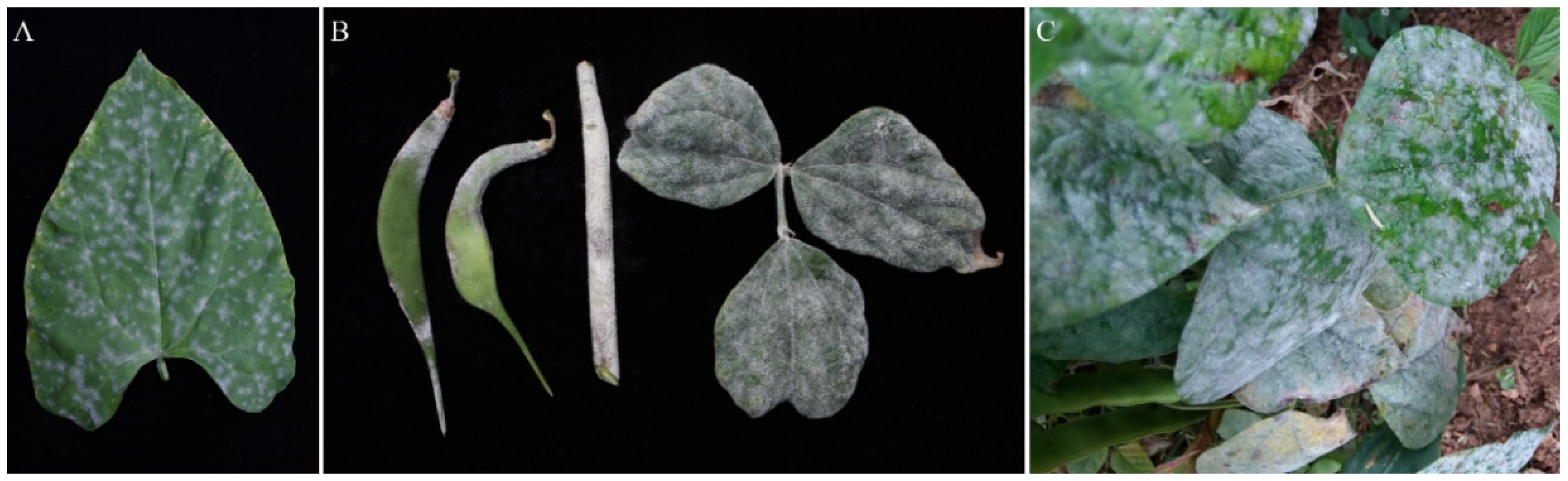 Plants 11 00874 g001 Plants 11 00874 g001