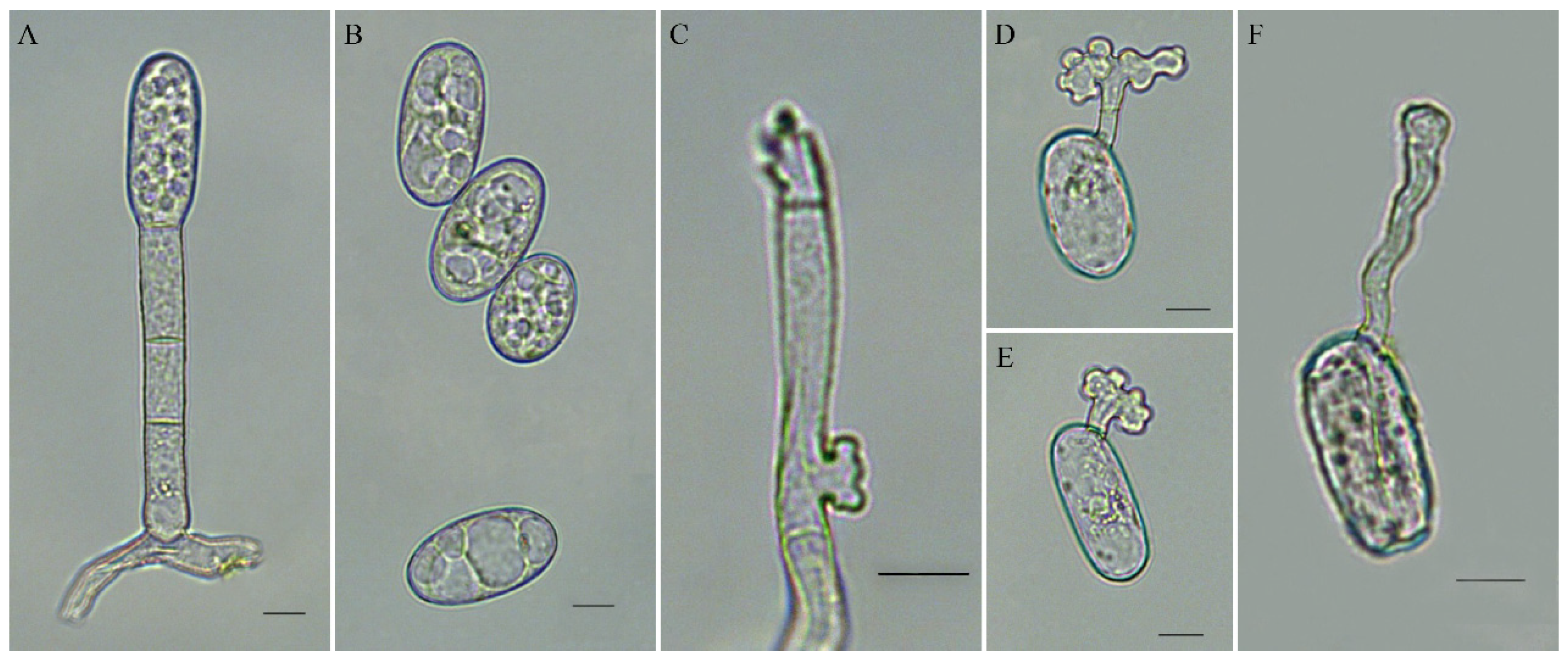 Plants 11 00874 g002 Plants 11 00874 g002