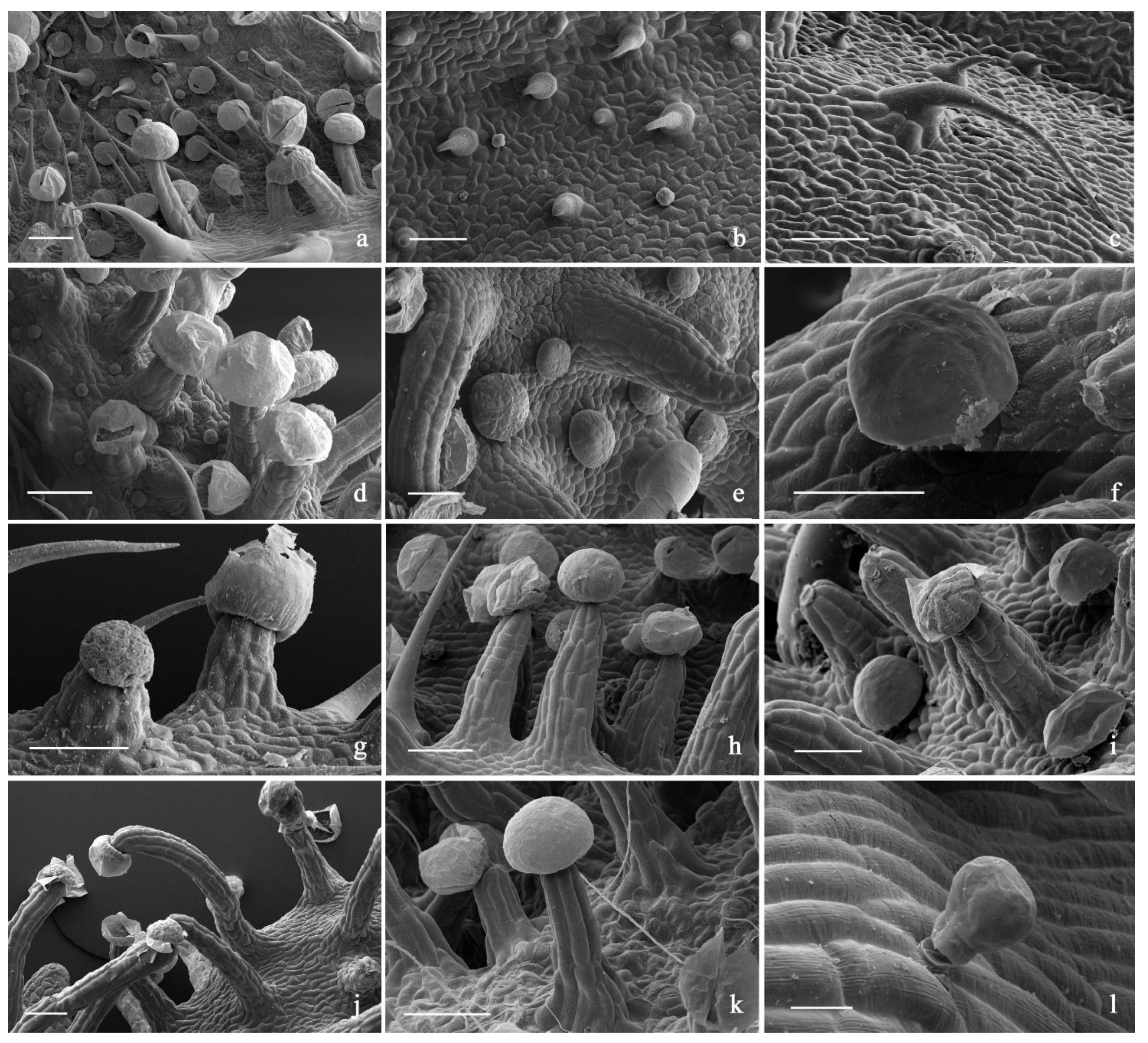 Plants 11 00891 g007