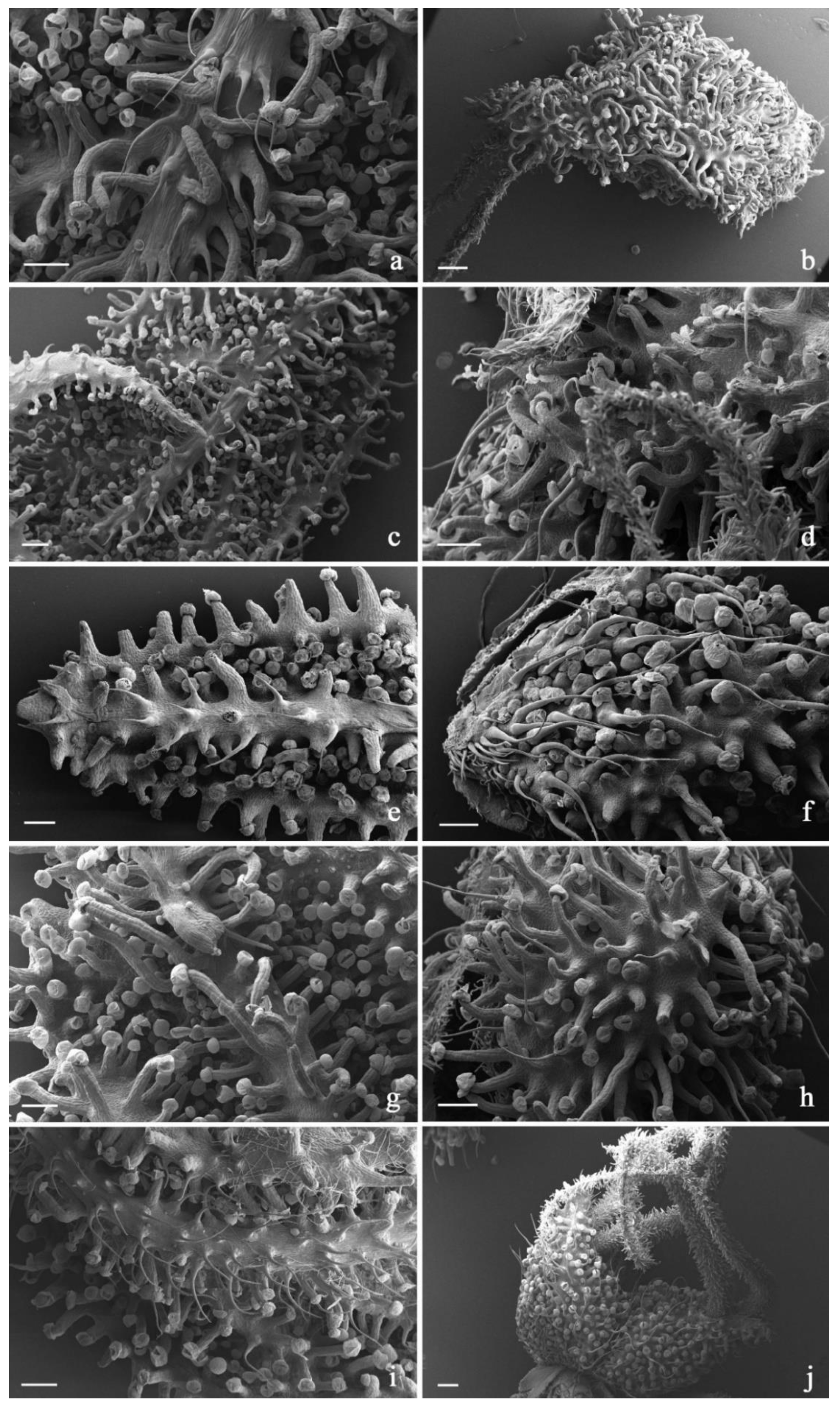 Plants 11 00891 g008