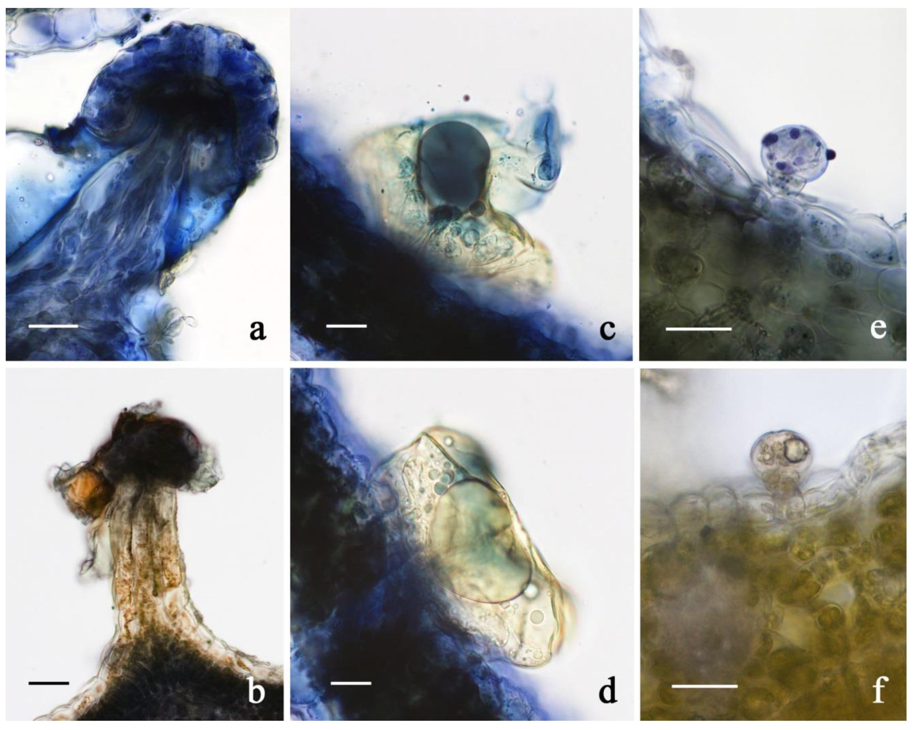 Plants 11 00891 g010