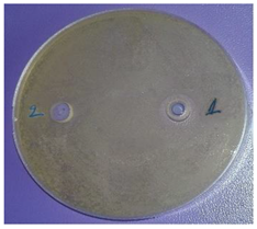 Plants 11 00896 i002