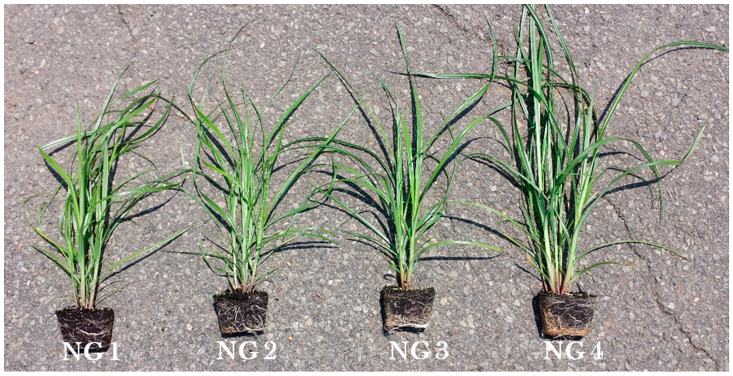 Plants 11 00897 g001