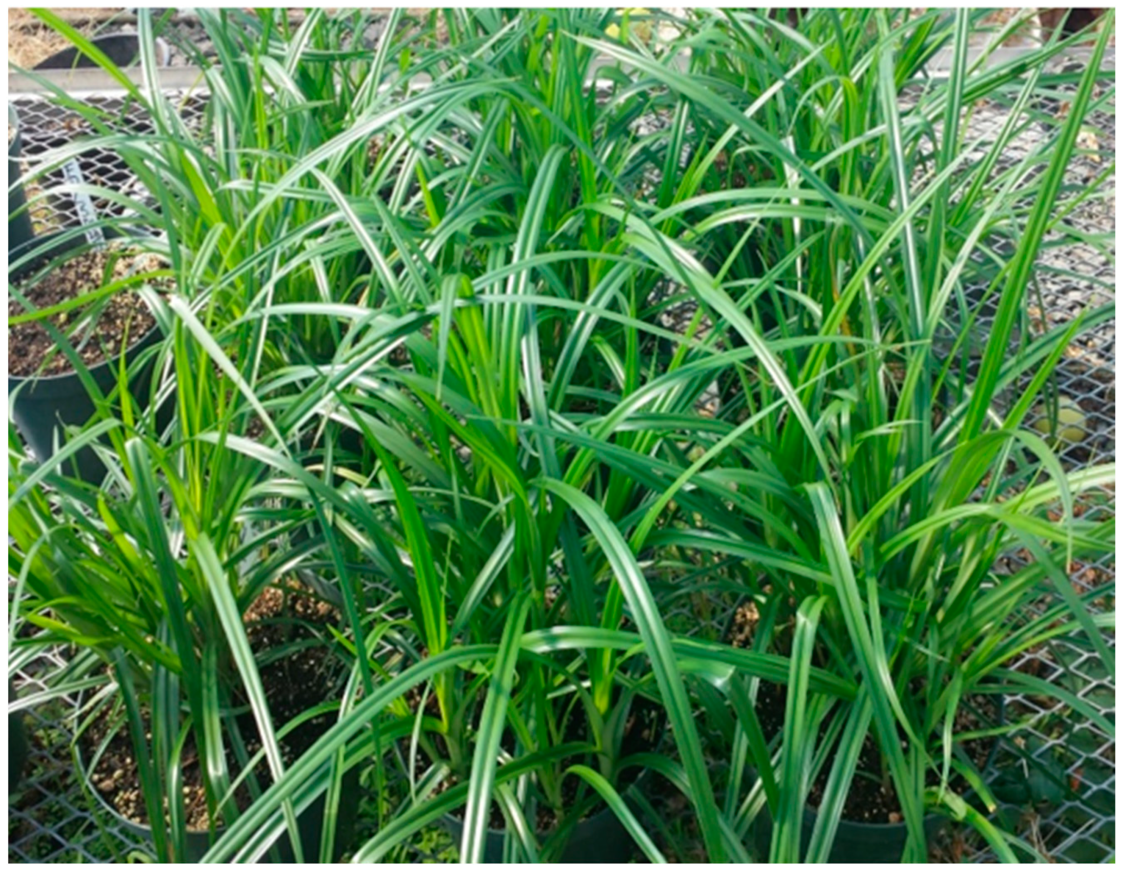 Plants 11 00897 g003