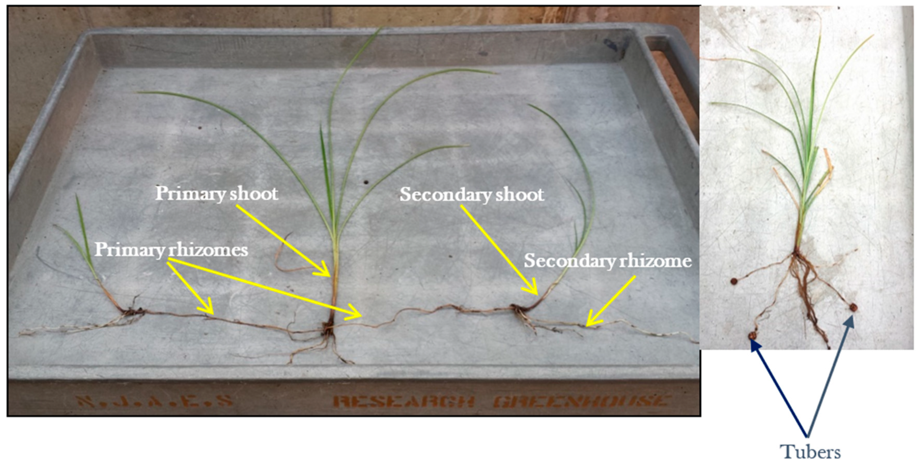 Plants 11 00897 g004