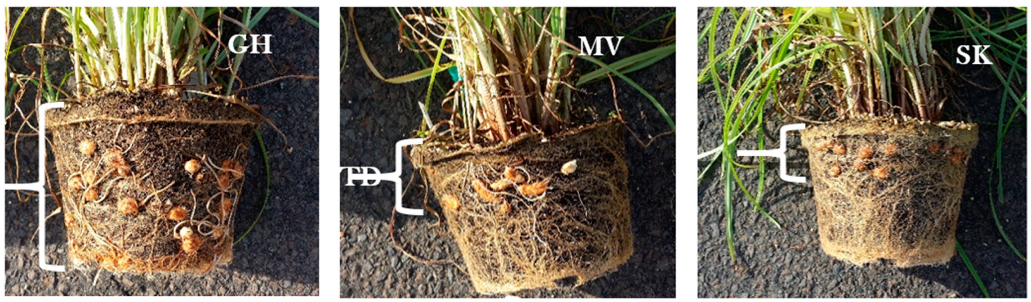 Plants 11 00897 g005