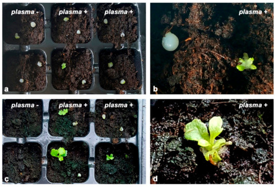 Plants 11 00907 g002 550