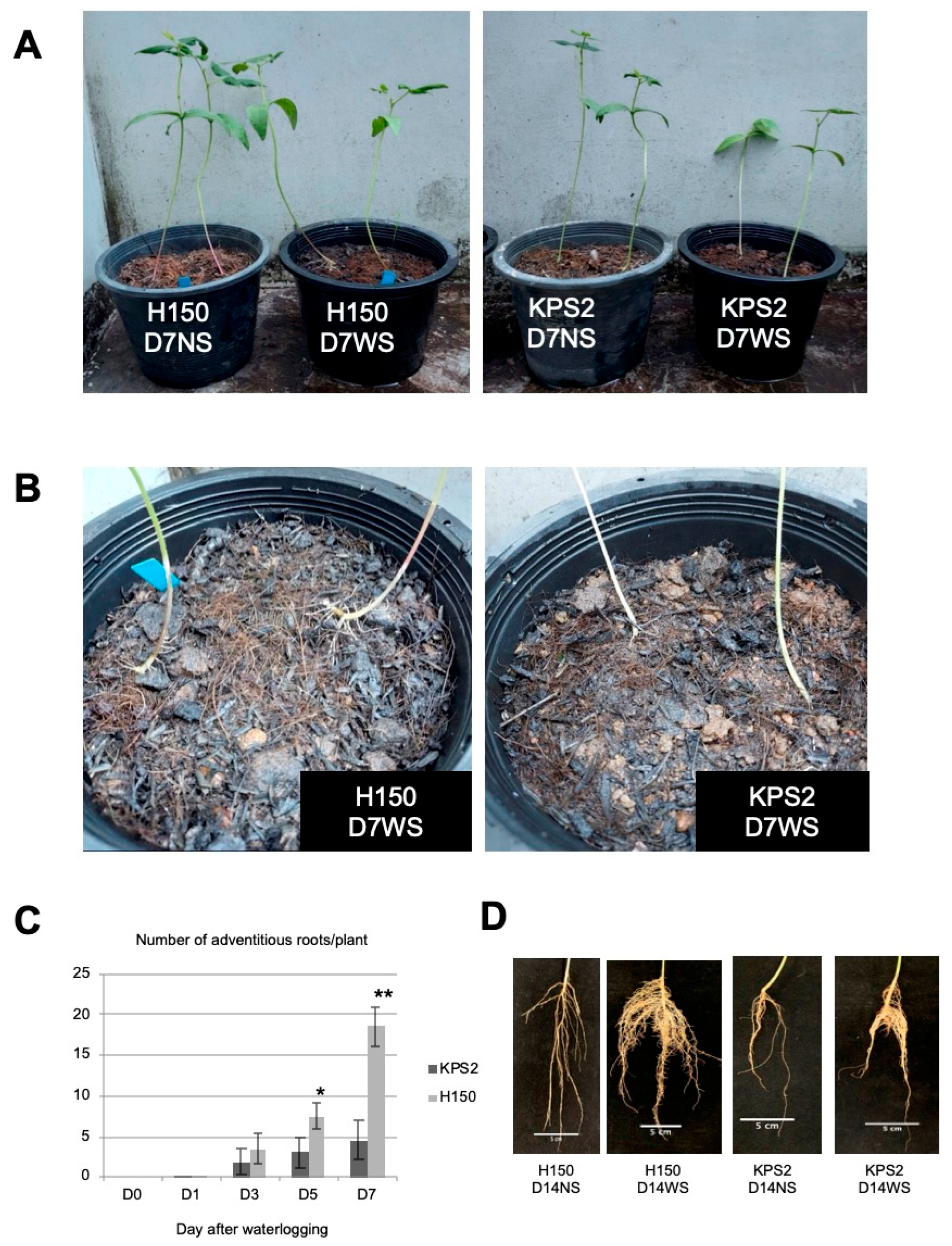Plants 11 00930 g001