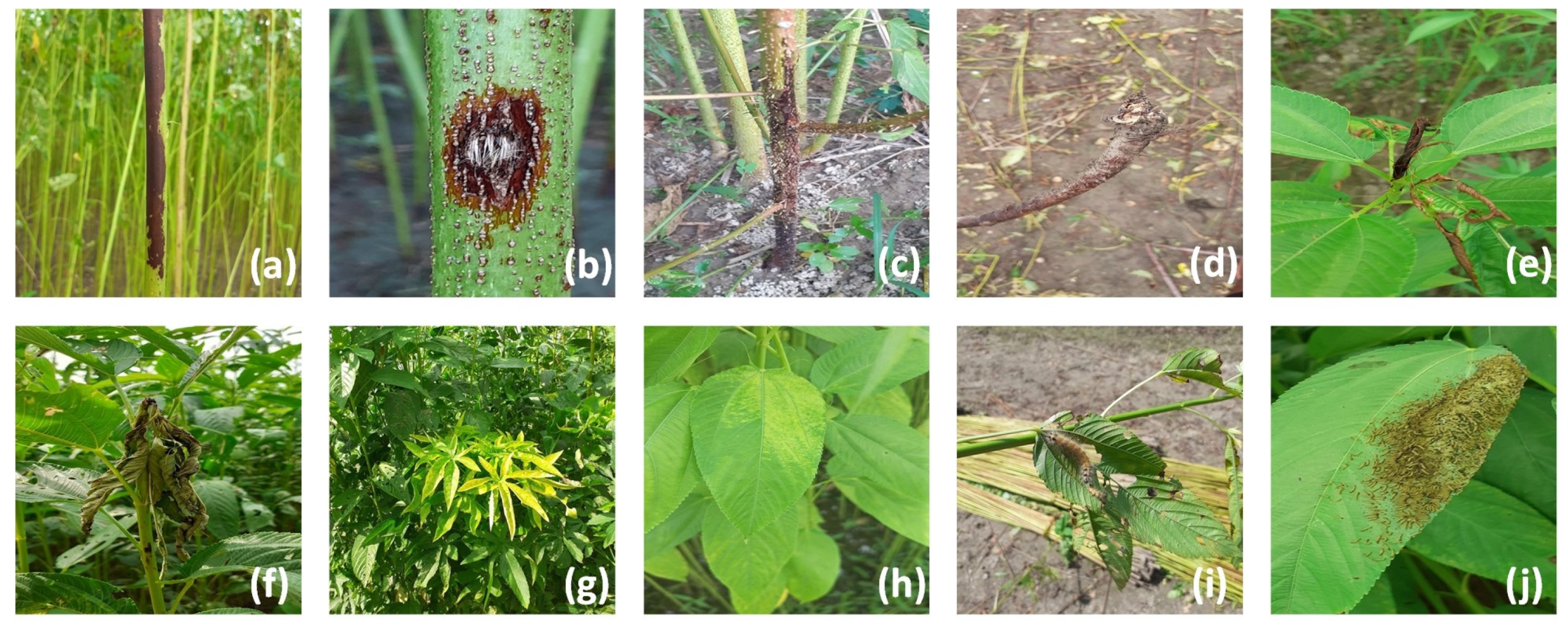 Plants 11 00937 g002