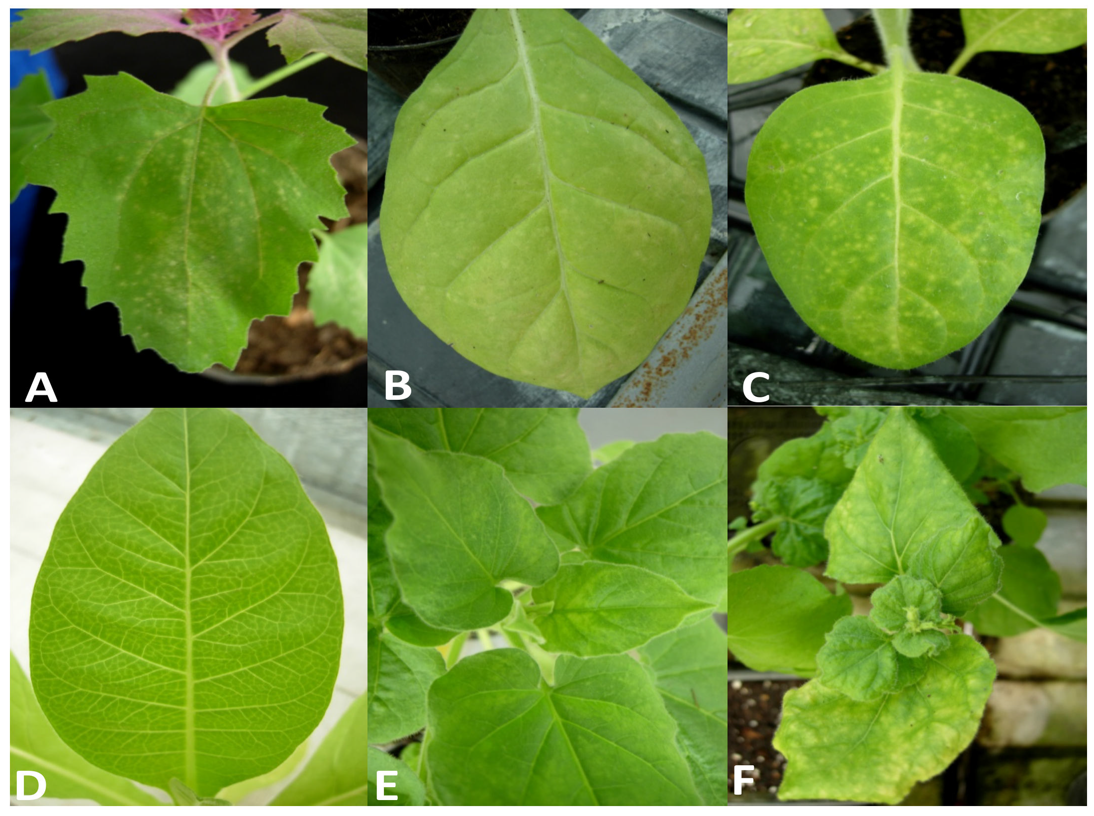 Plants 11 00944 g002 Plants 11 00944 g002