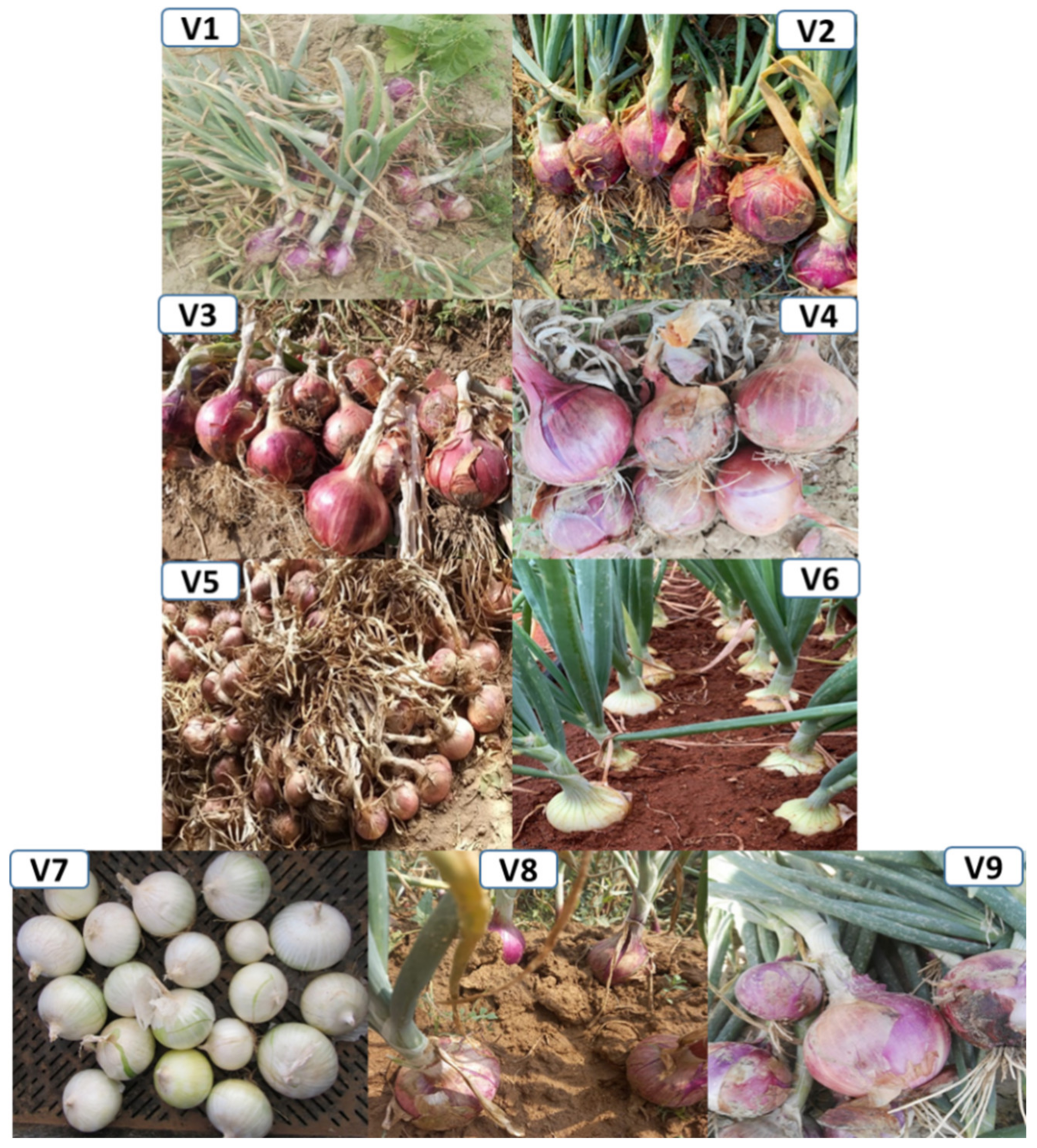 Plants 11 00950 g001