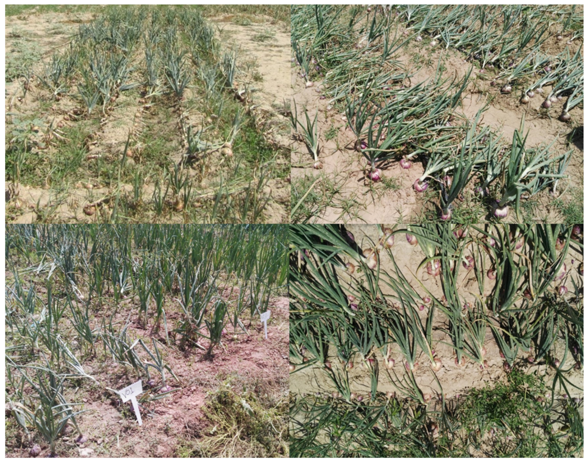 Plants 11 00950 g003