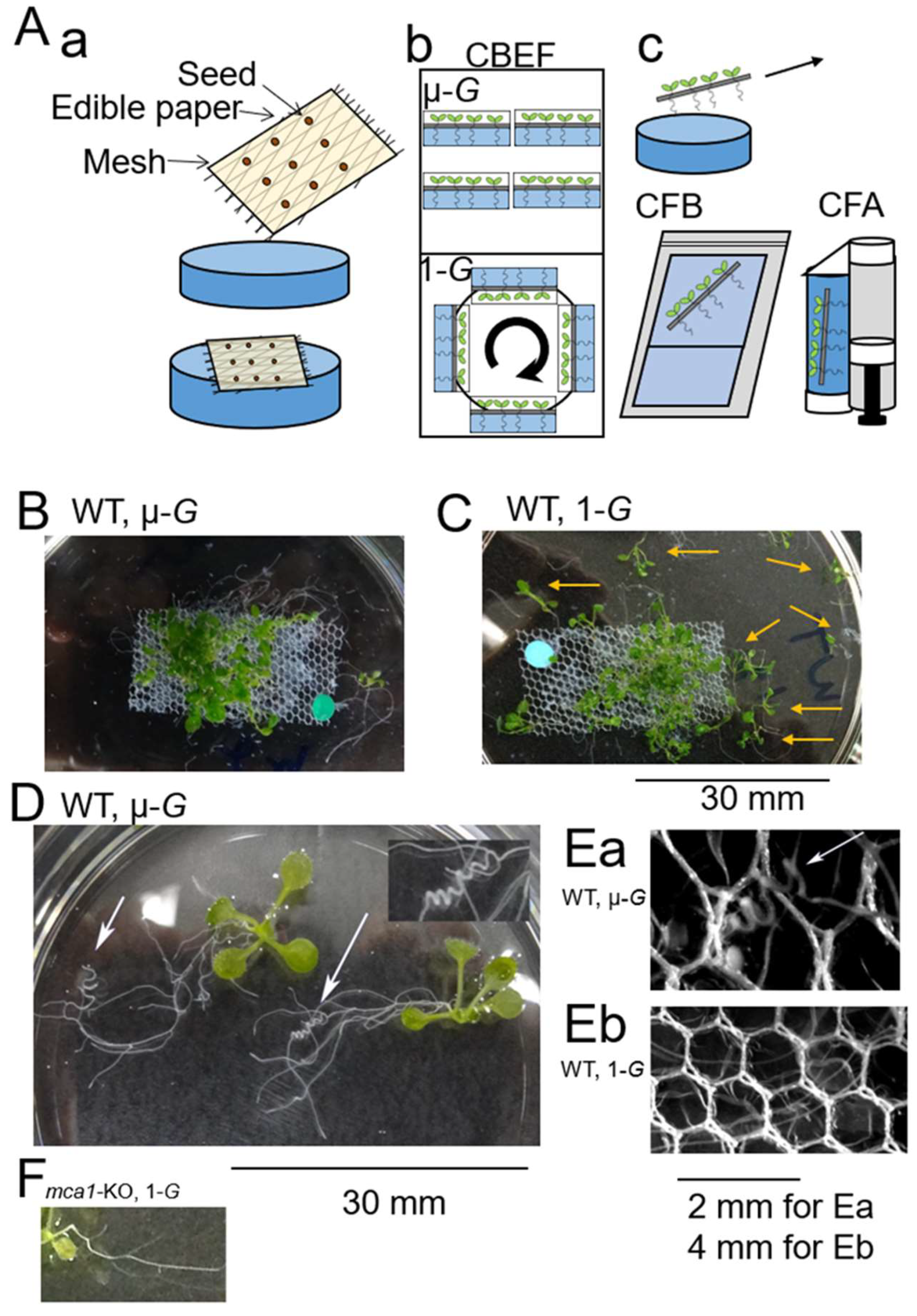 Plants 11 00956 g001