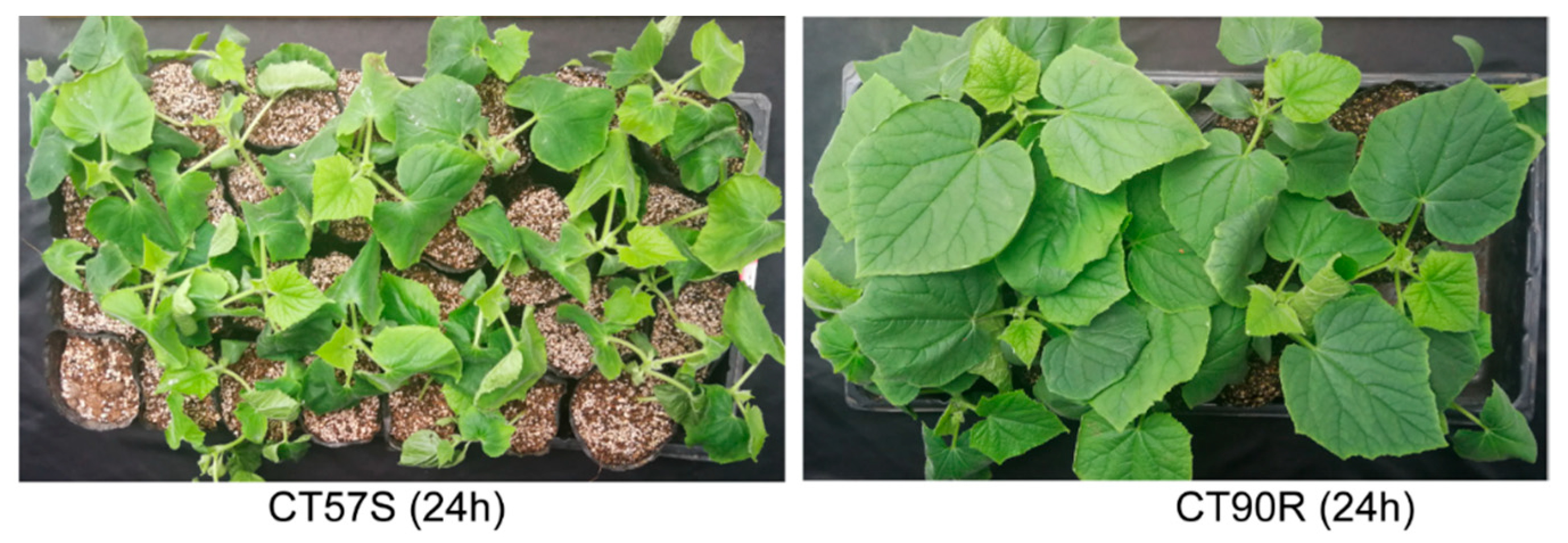 Plants 11 00961 g001